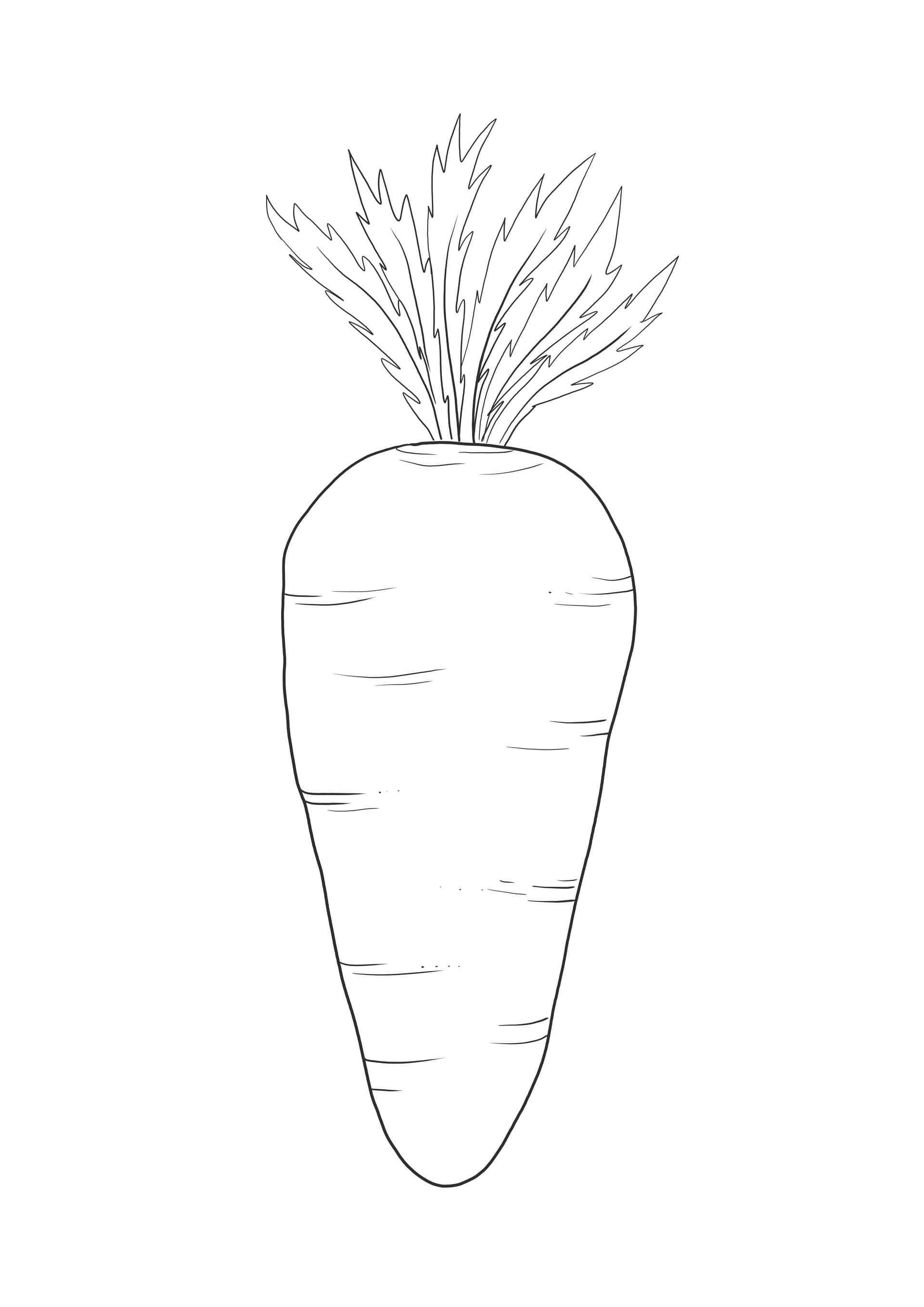 Carrot