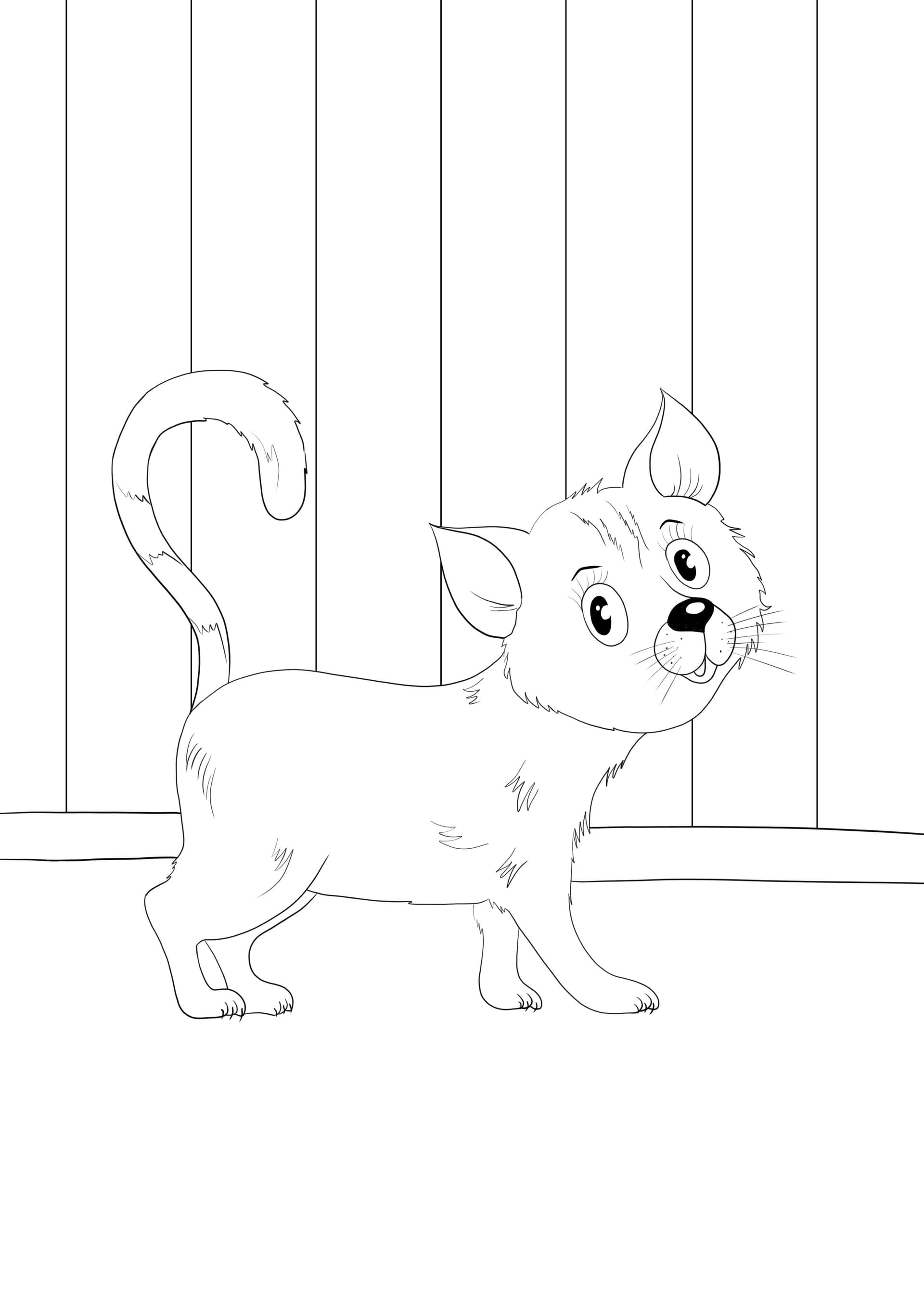 Cat walking