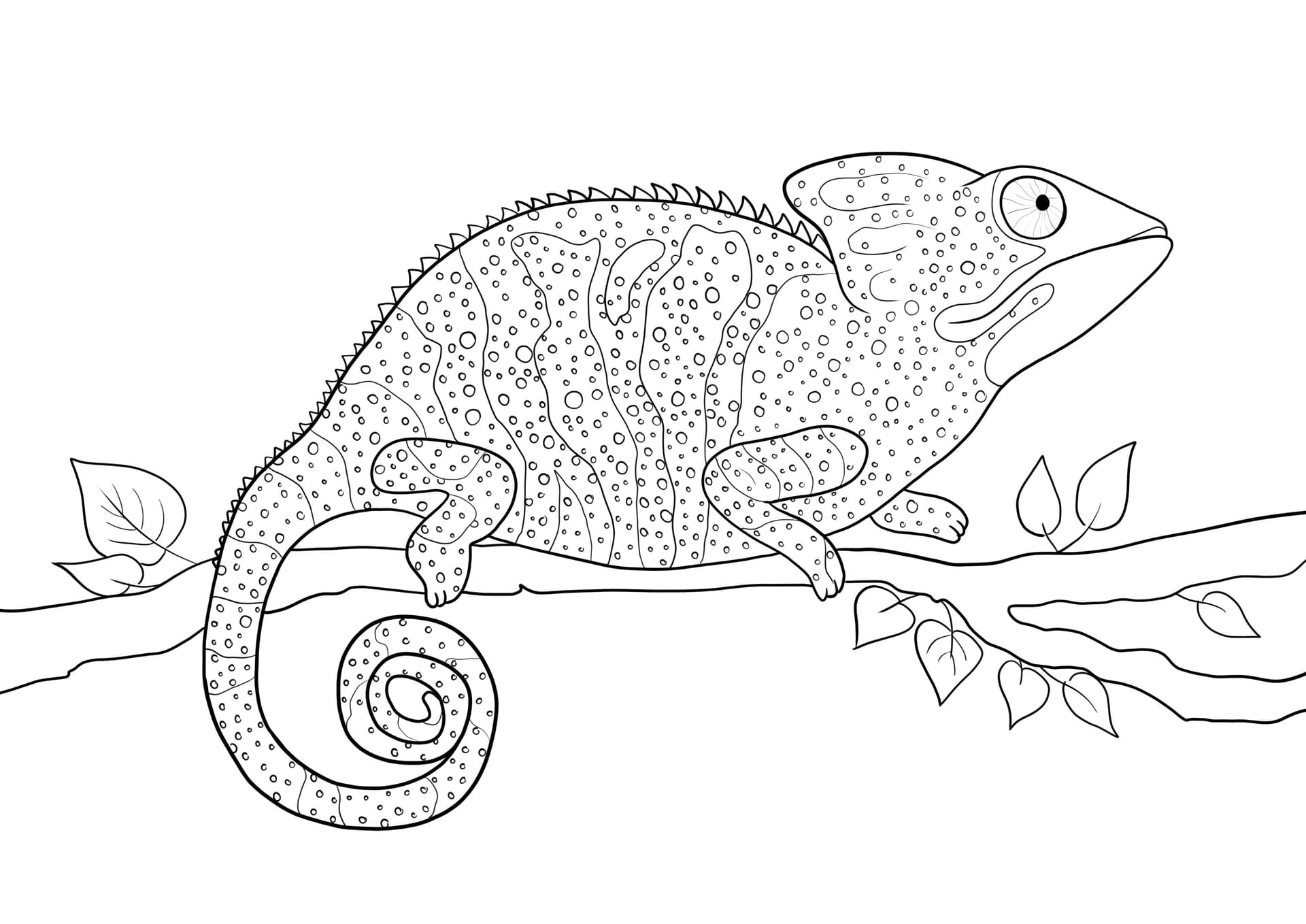 Chameleon