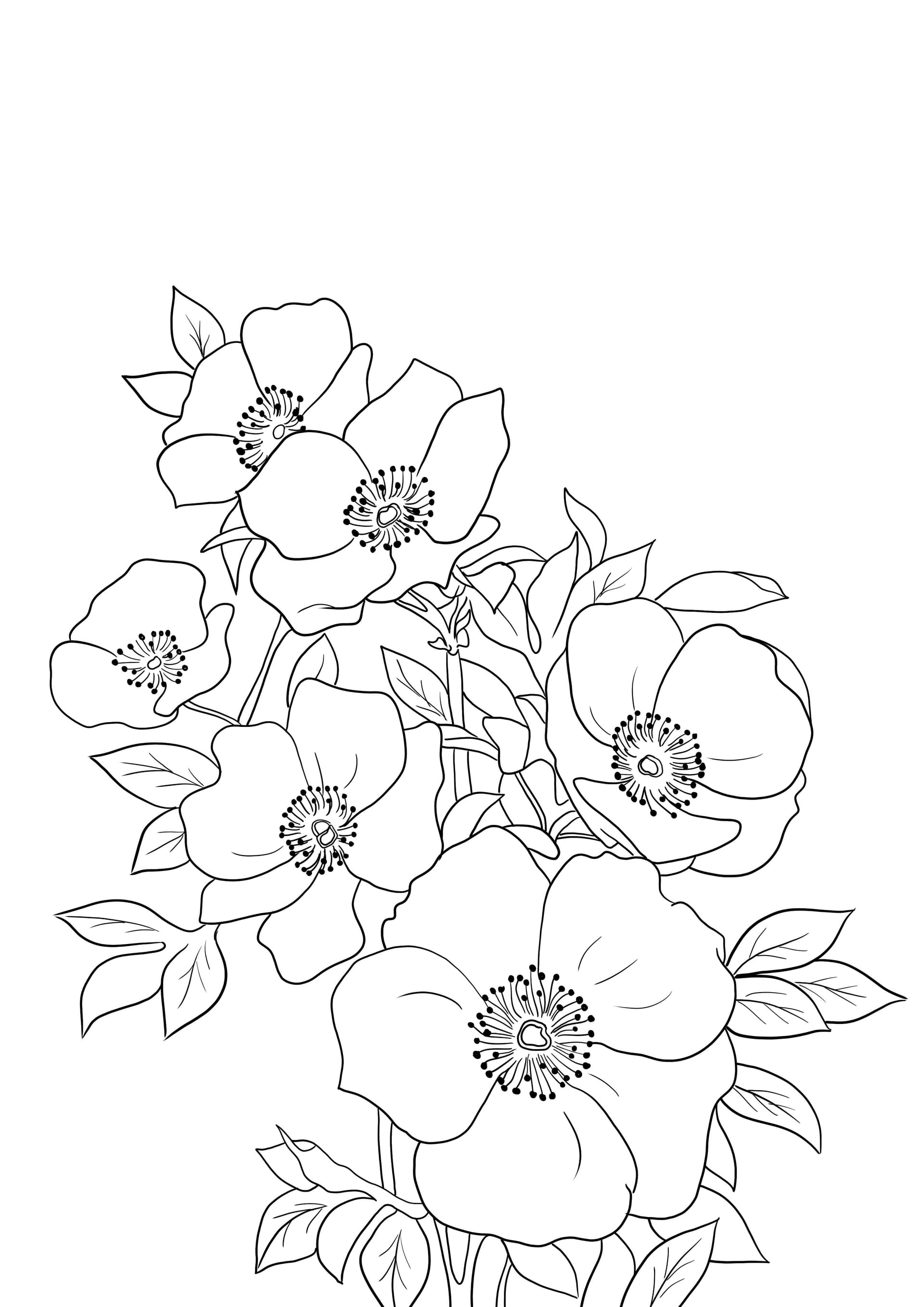 Cherokee rose