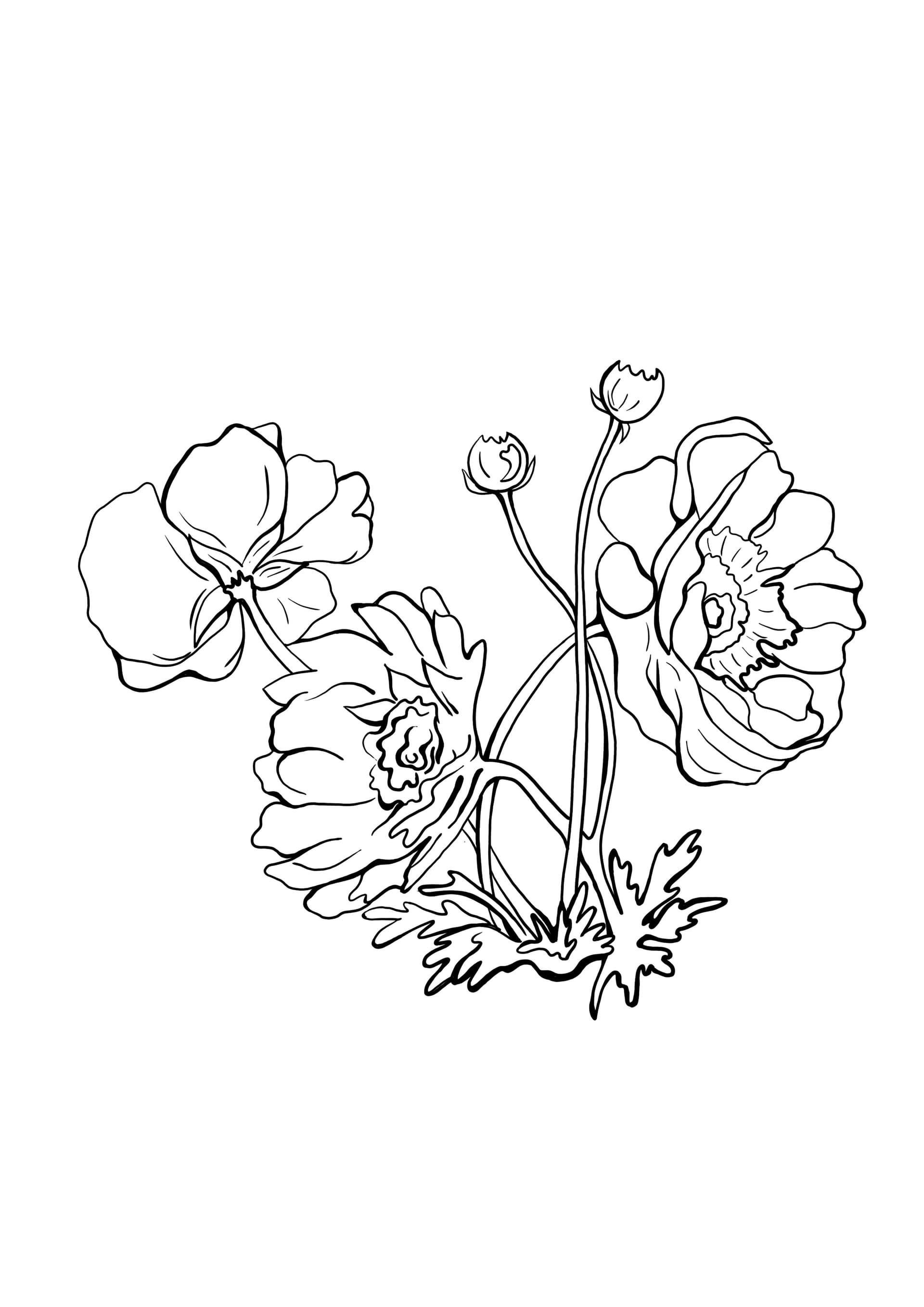 chrysanthemums