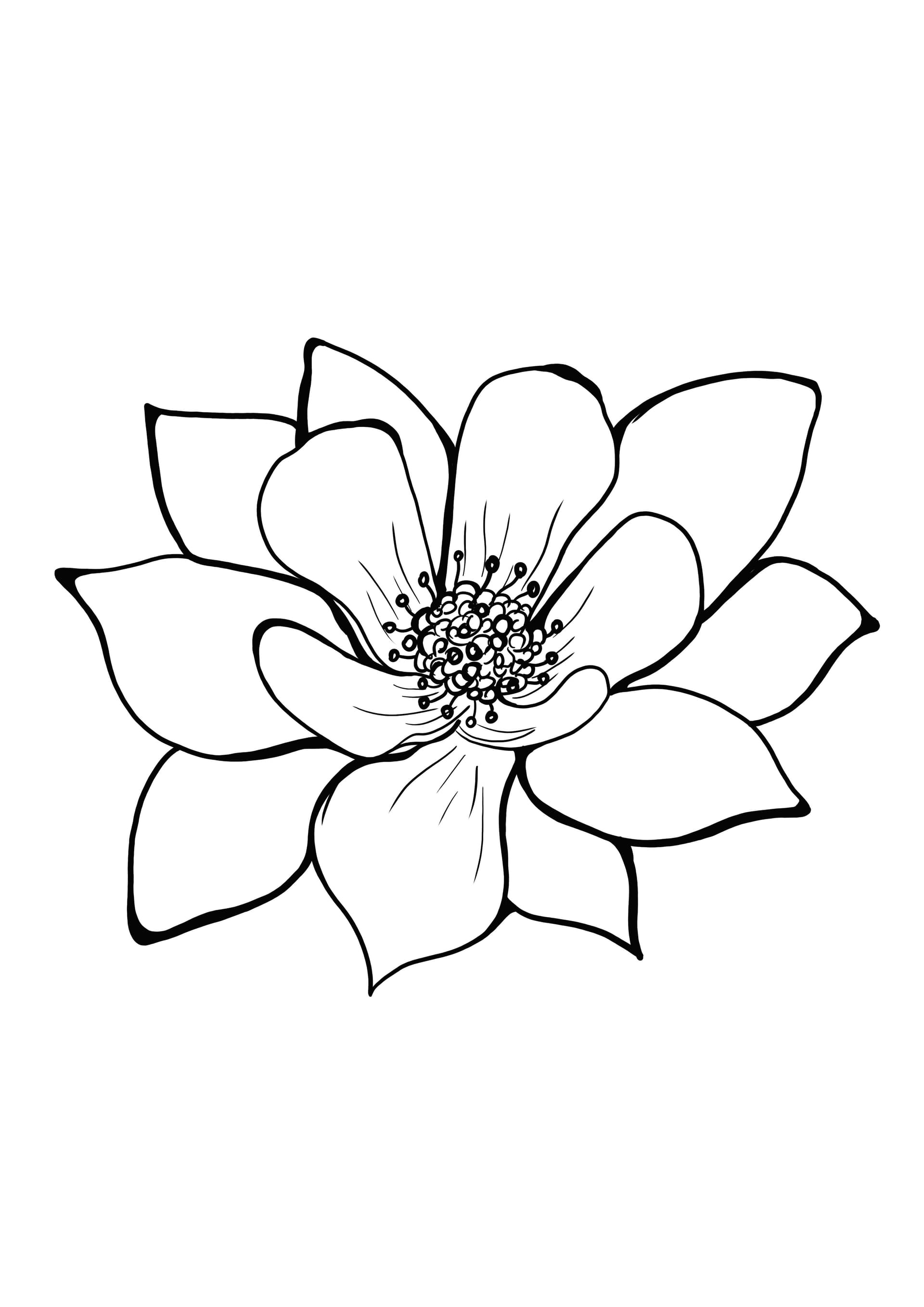 Columbine colorado