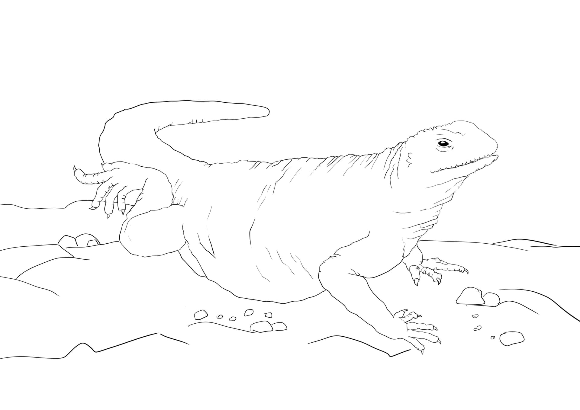 Comodo dragon