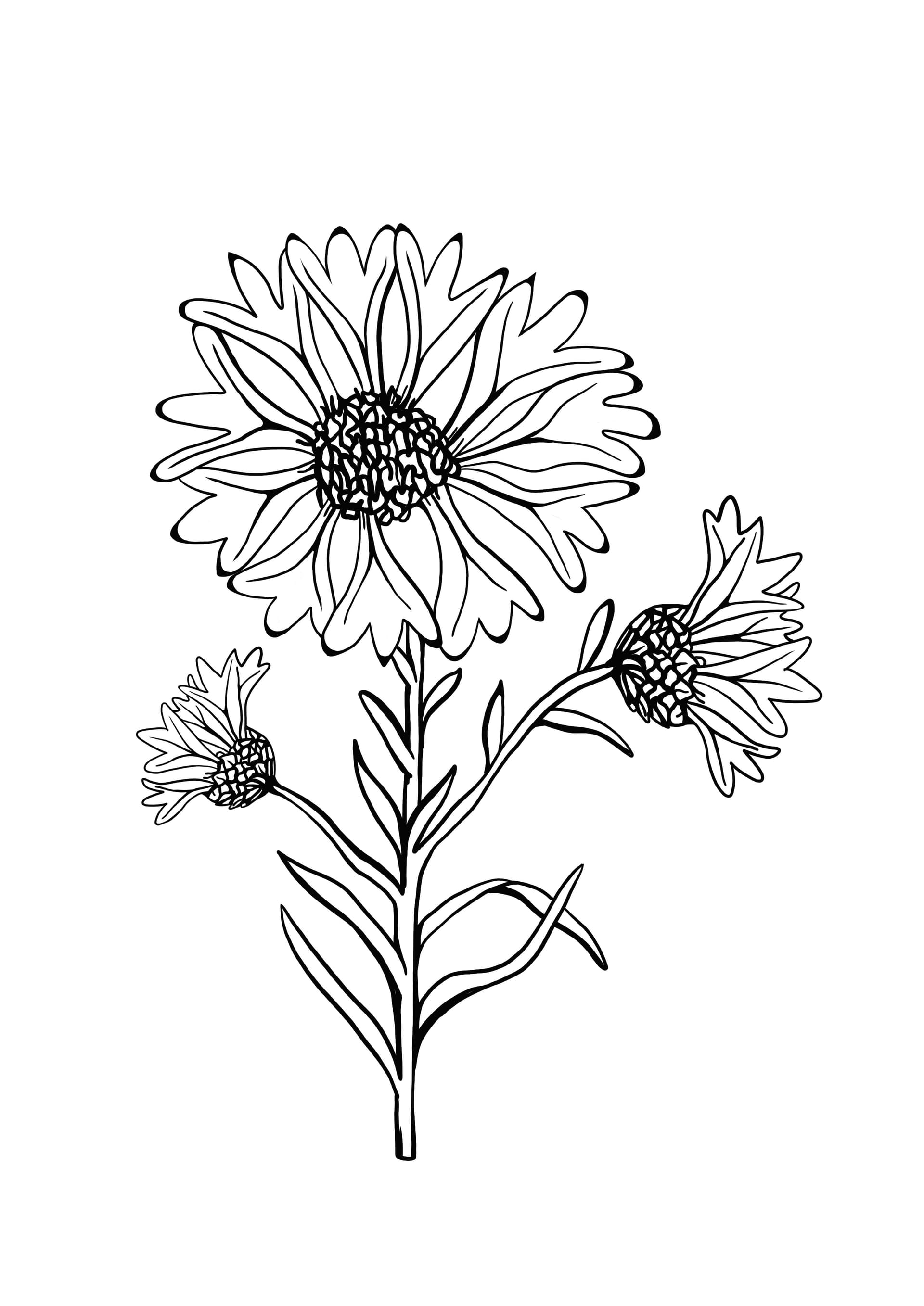 Cornflower