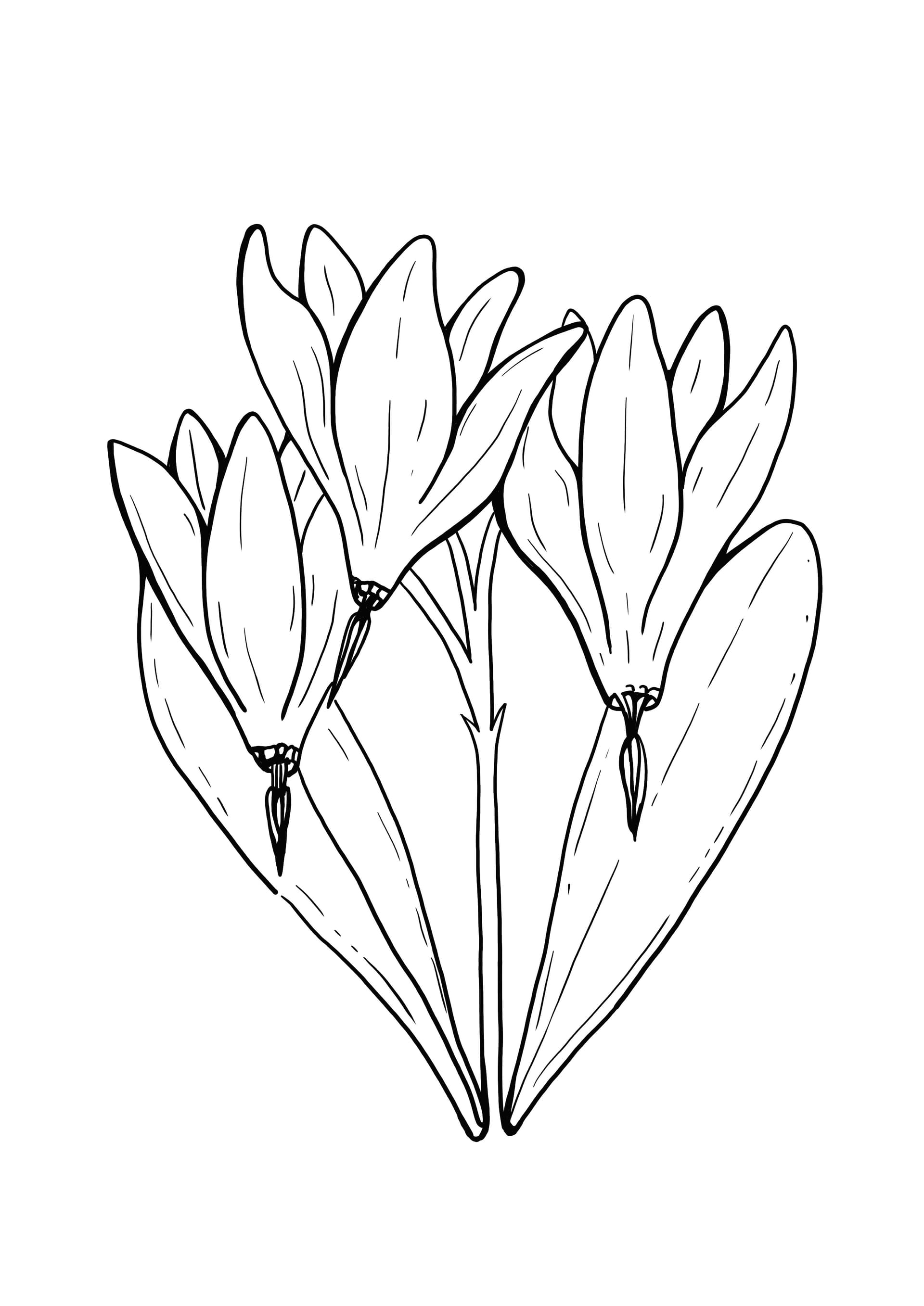 Crocus
