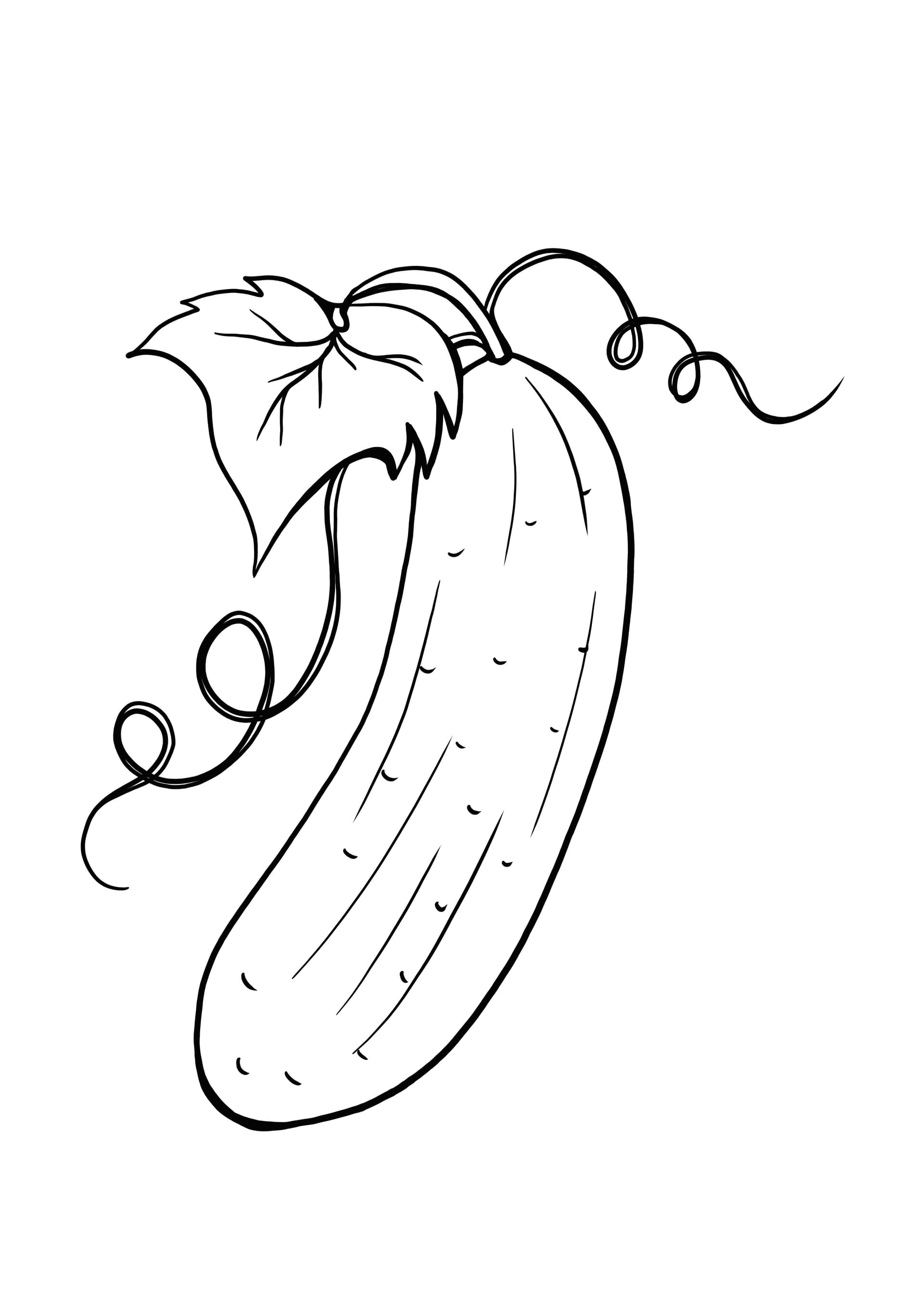 cucumber
