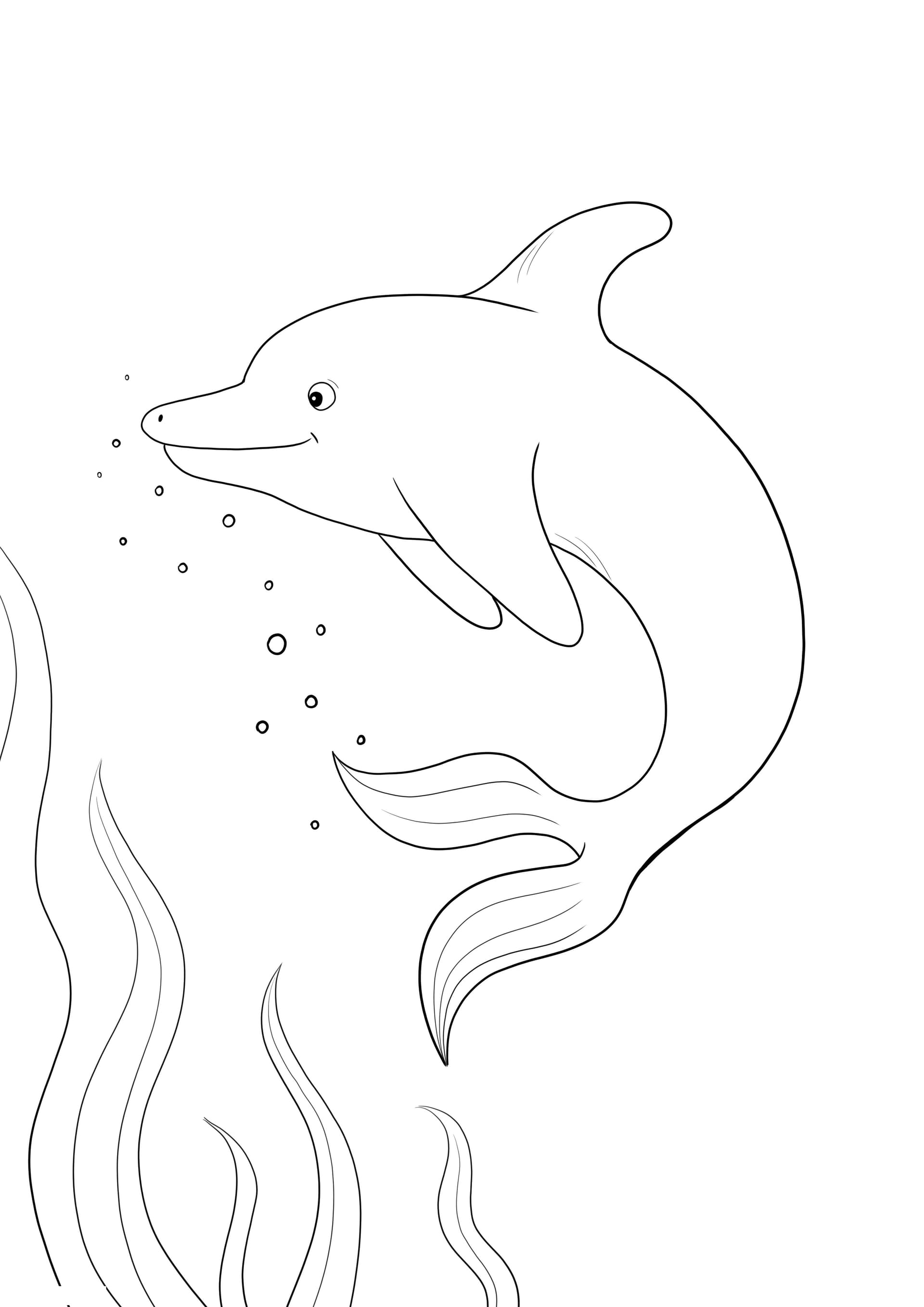 Cute dolphin