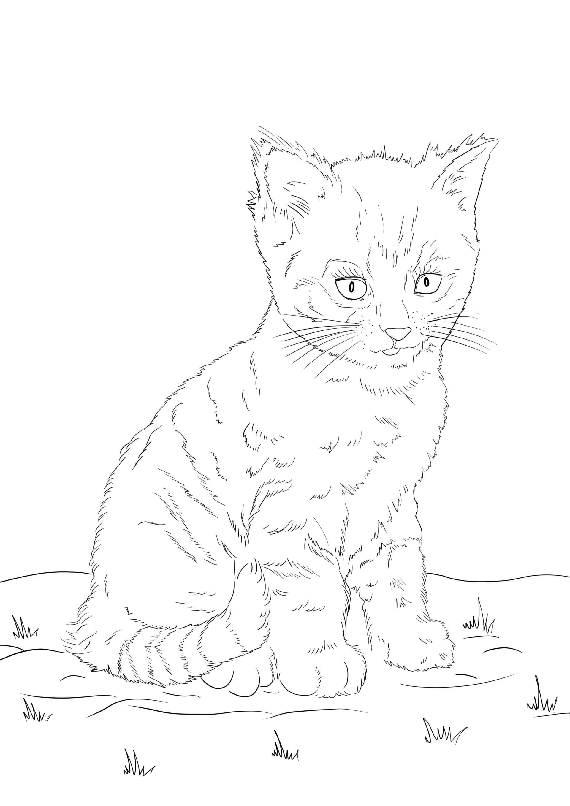 Cute kitten