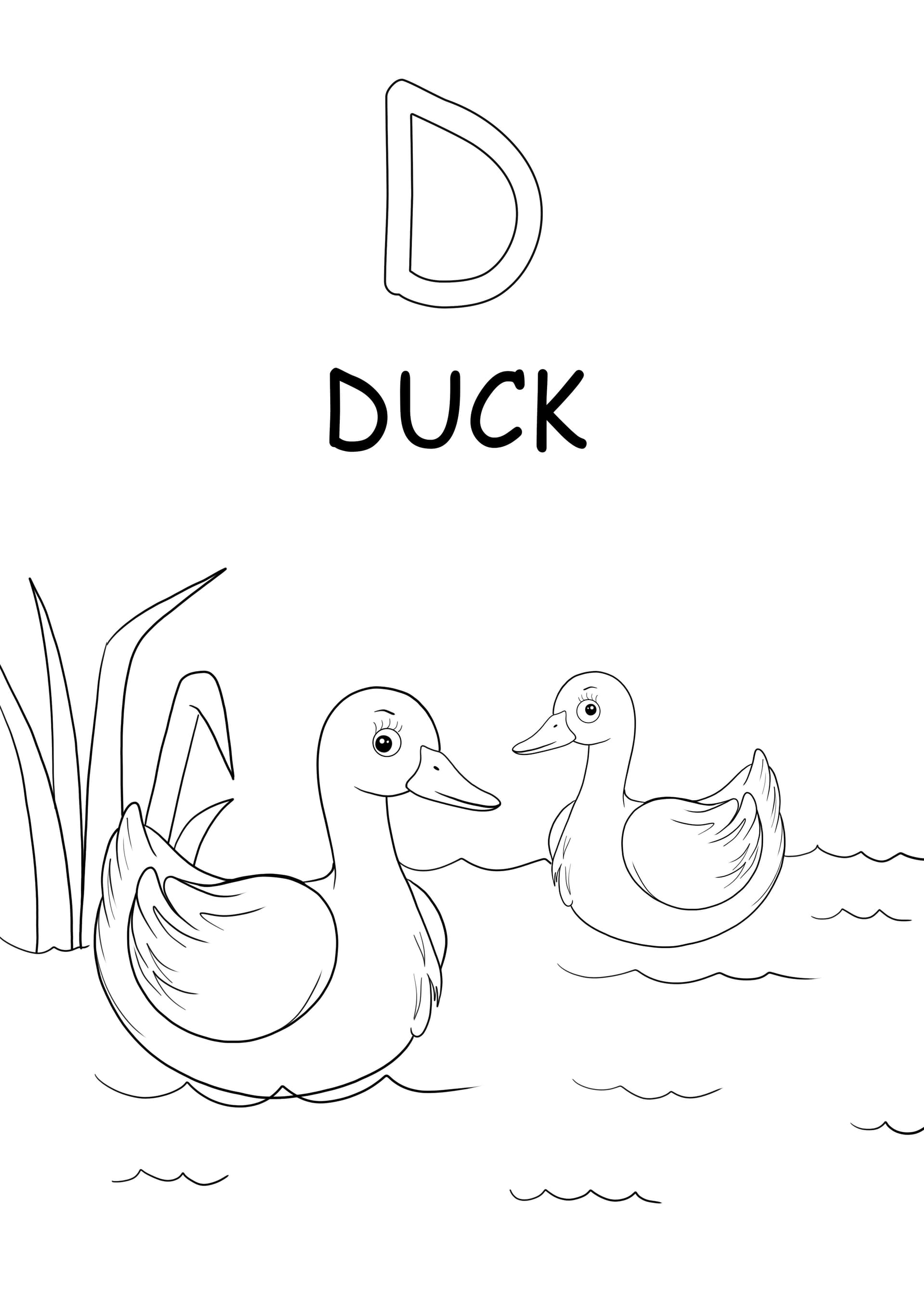 D-ducks