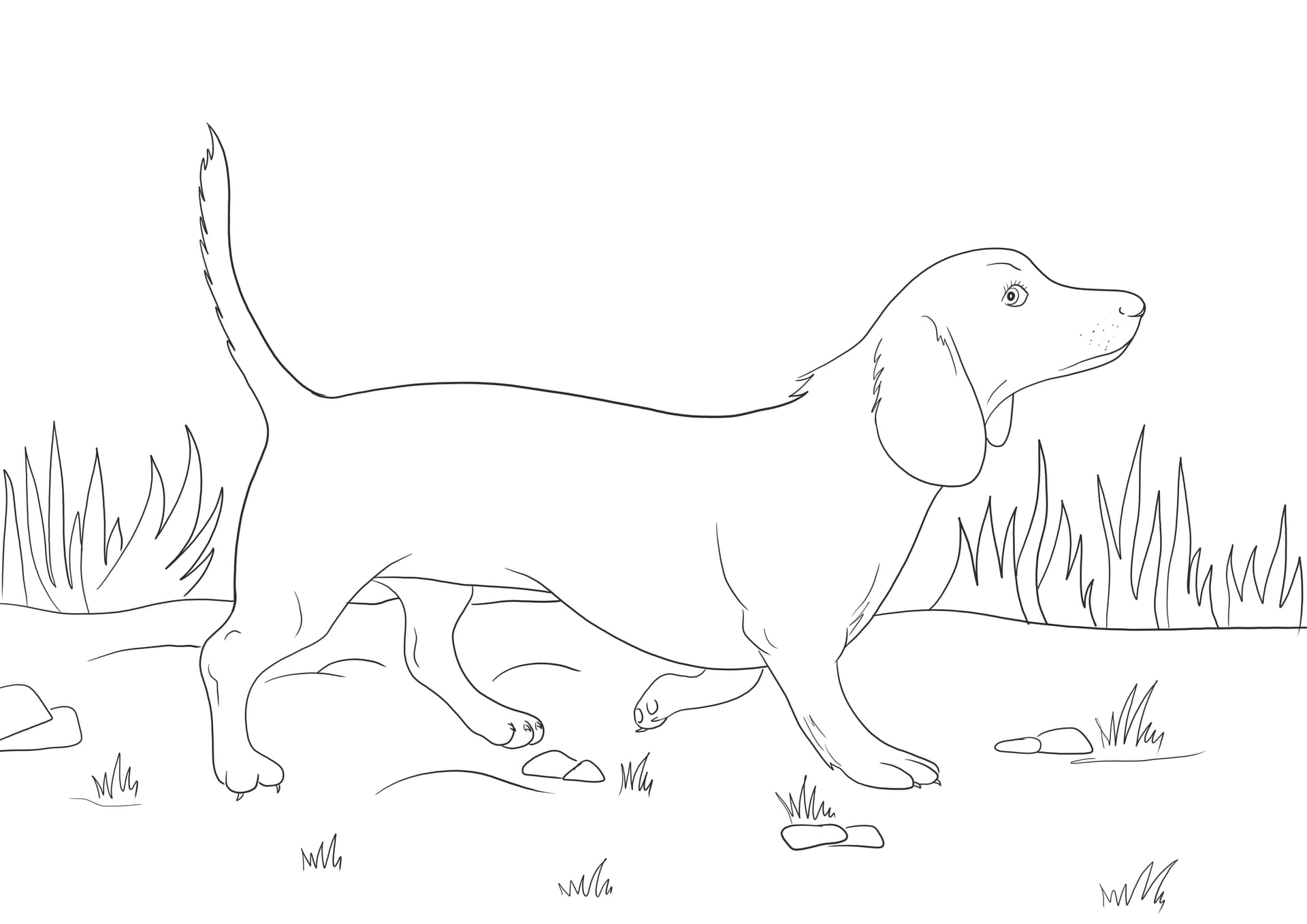 Dachshund Dog