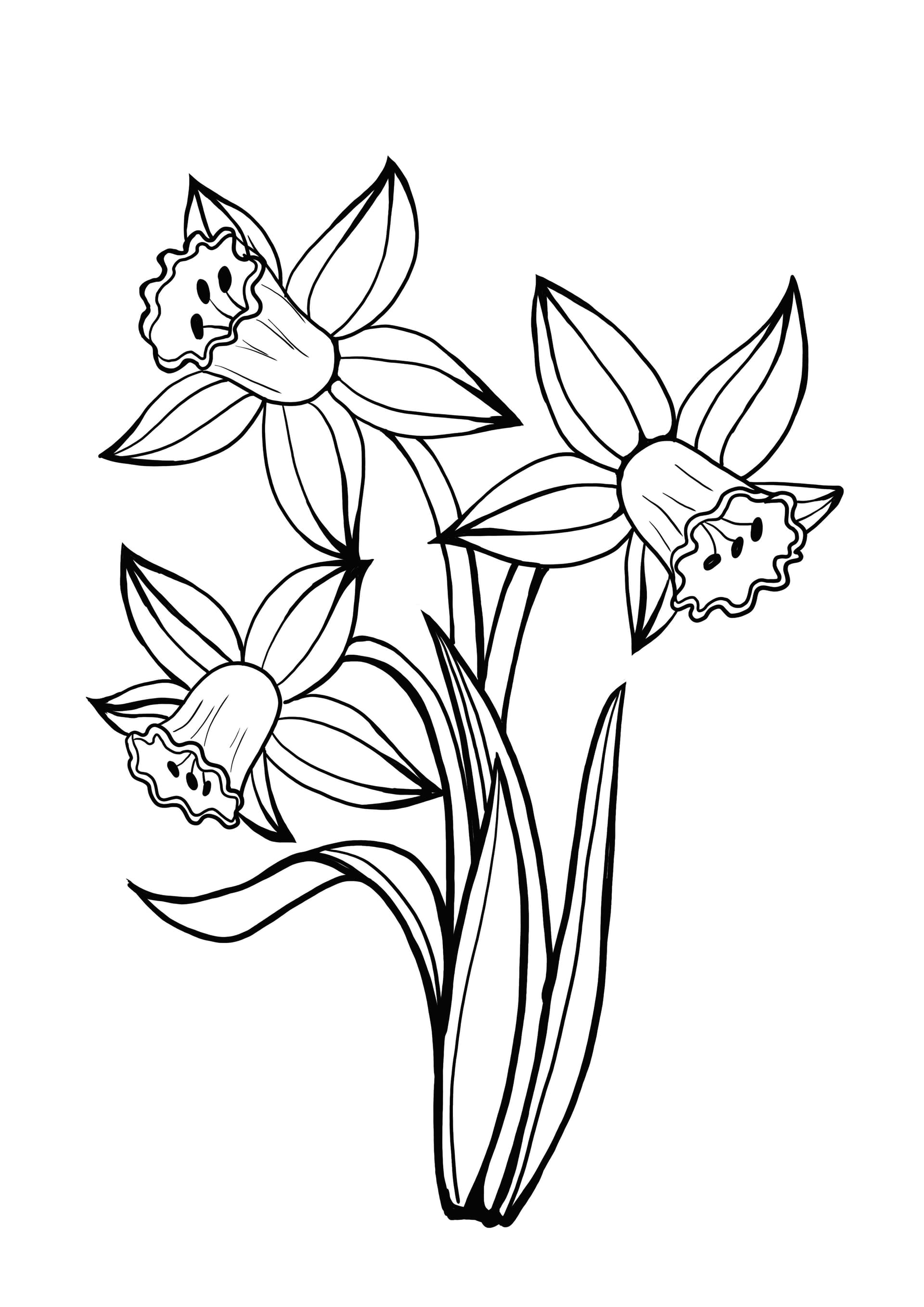 daffodil