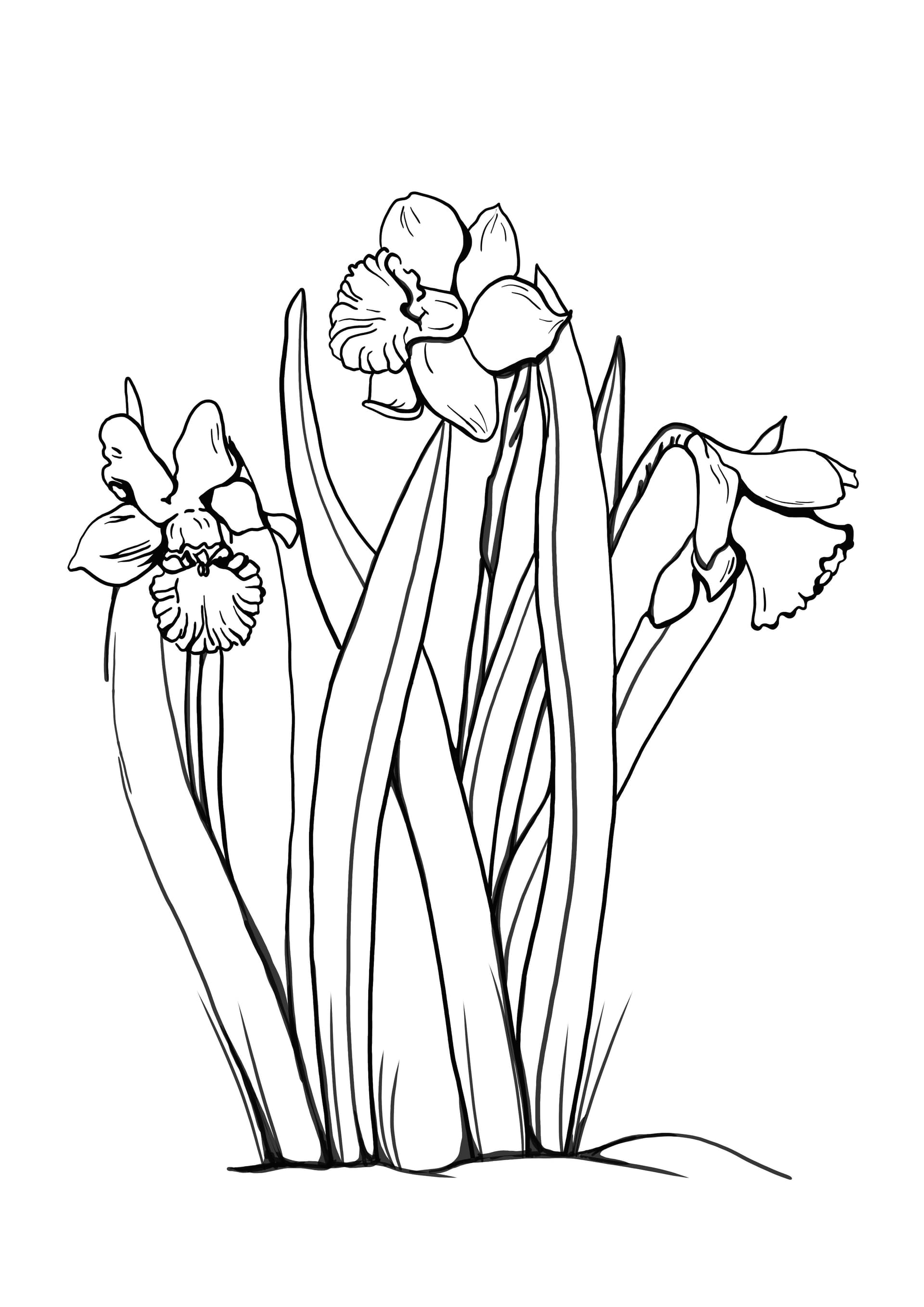 daffodils in the garden