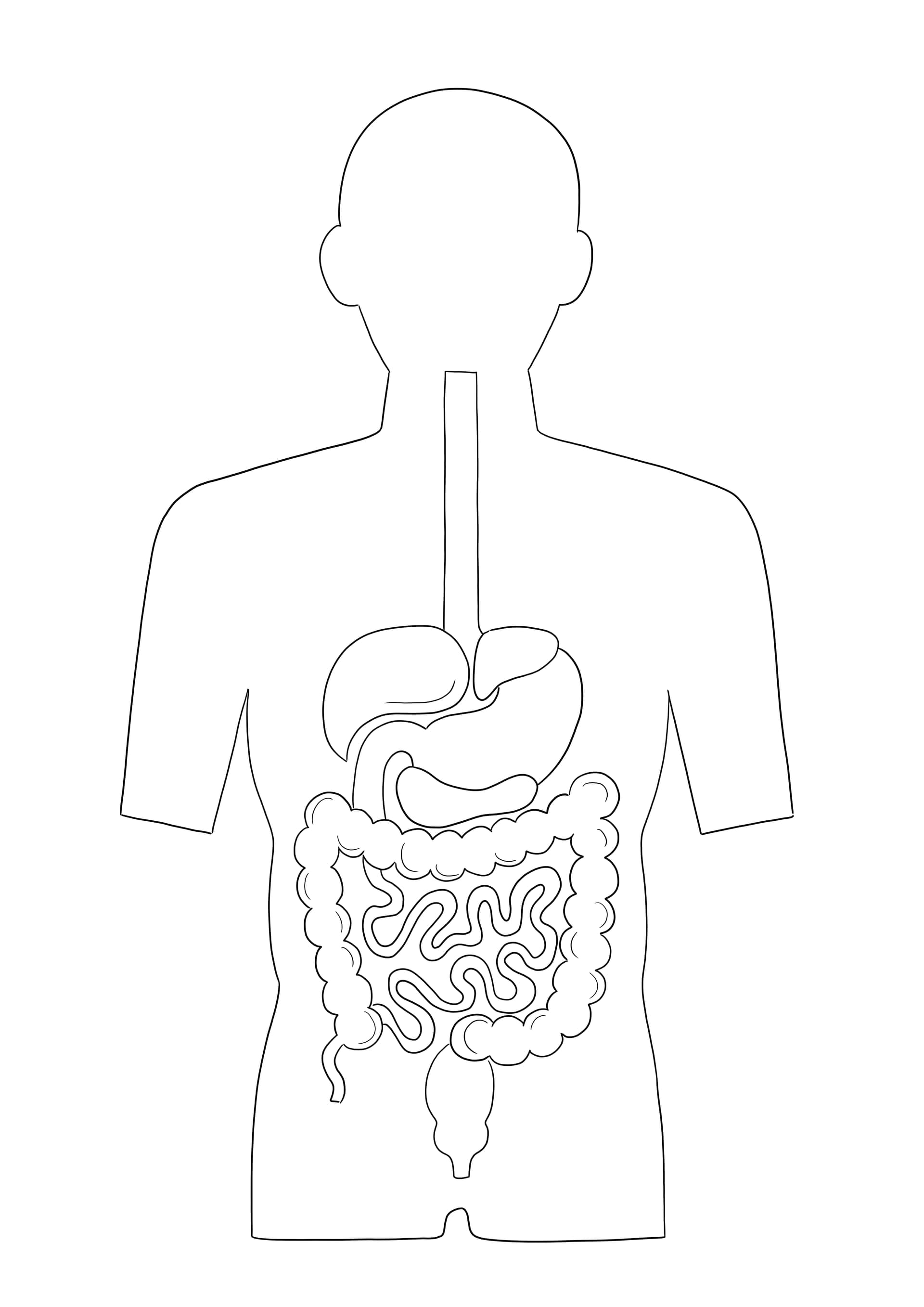 Digestive System