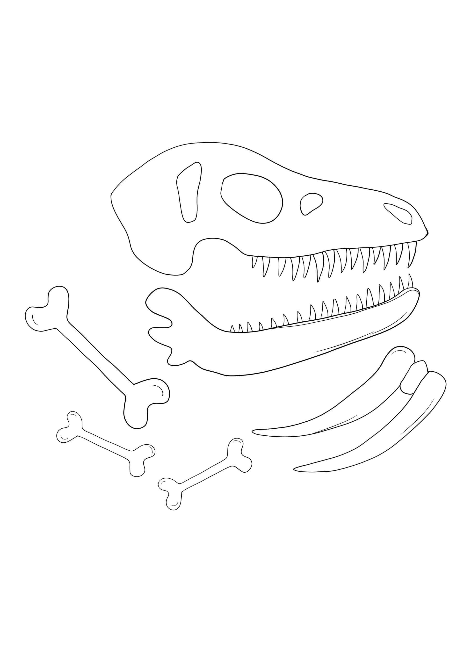 Dinosaur fossils