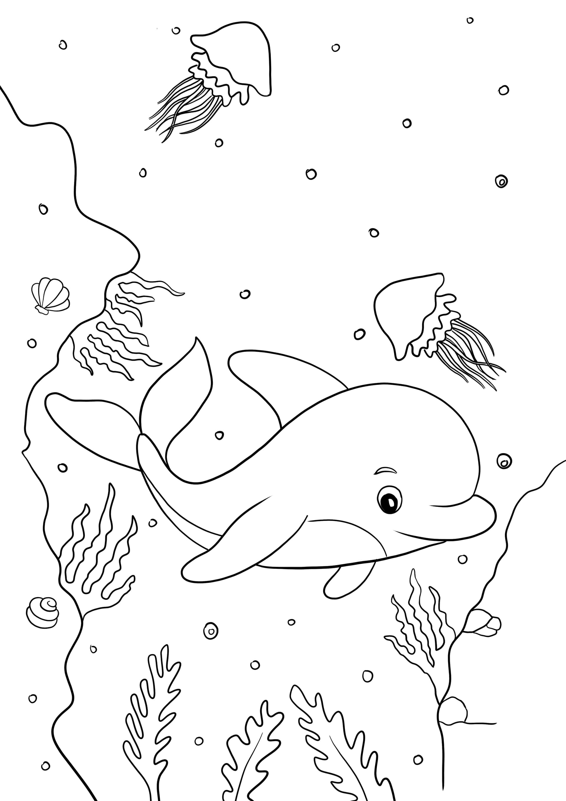 Dolphin
