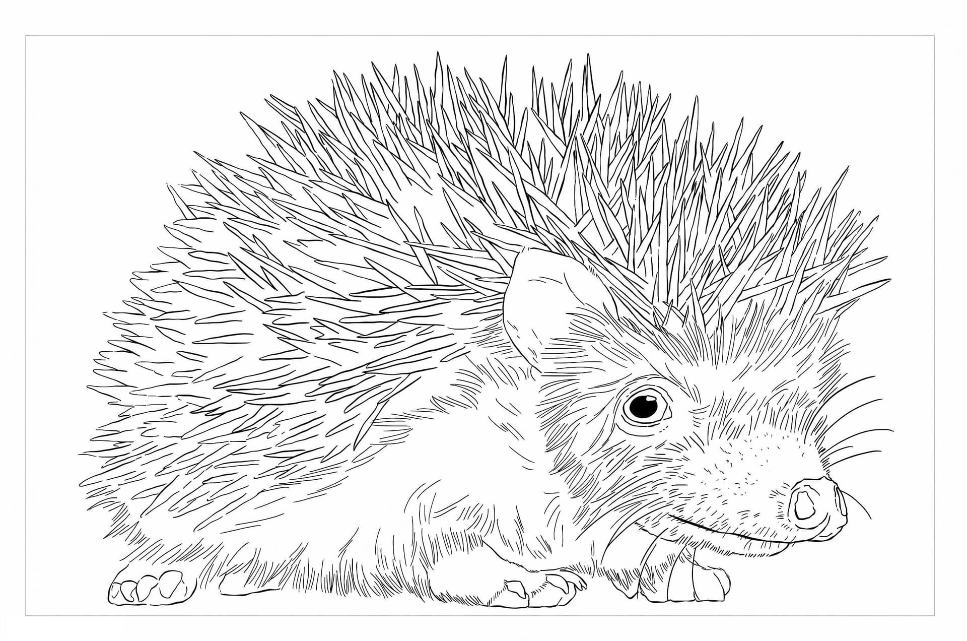African Pygmy Hedgehog