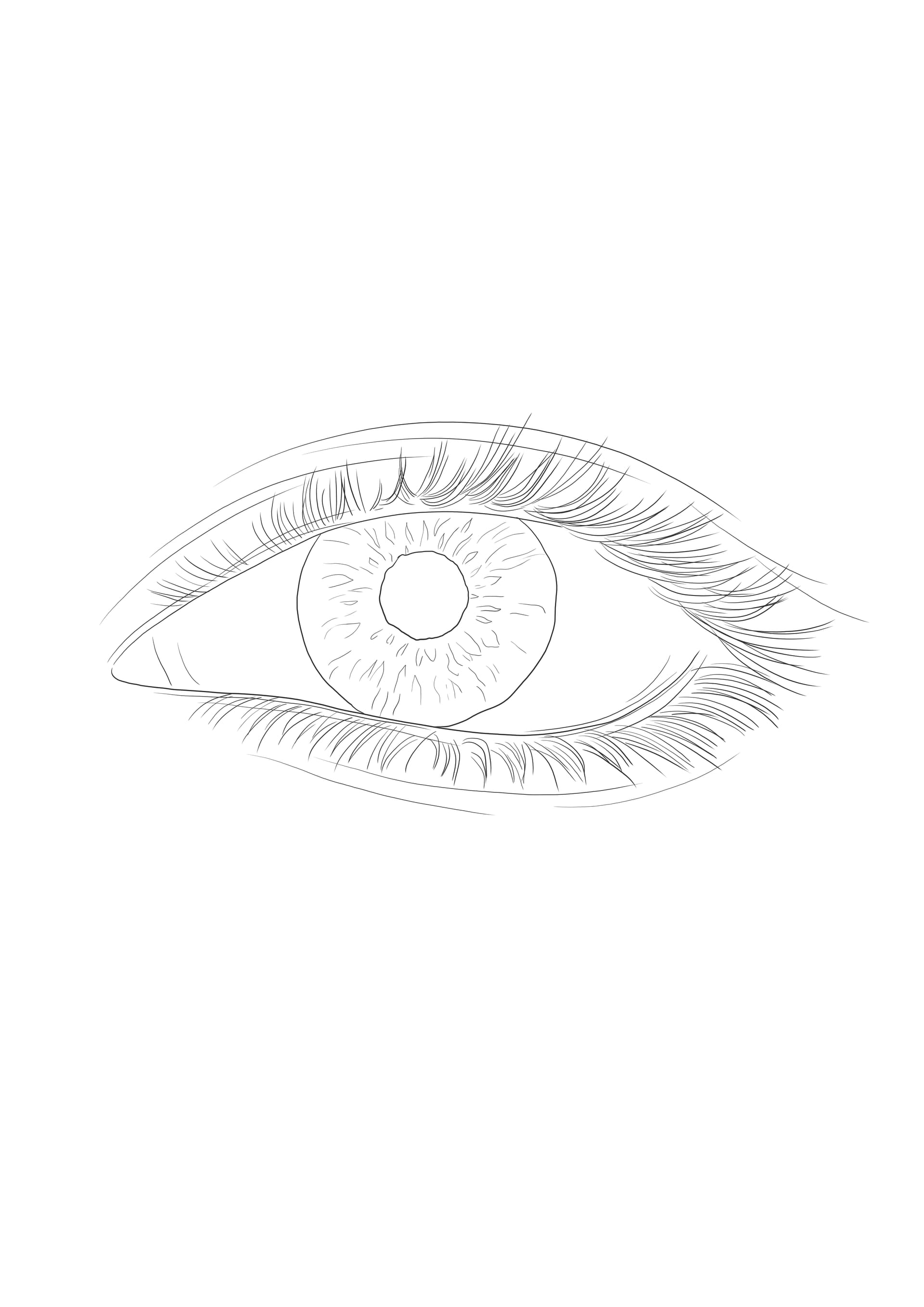 Eye bulb