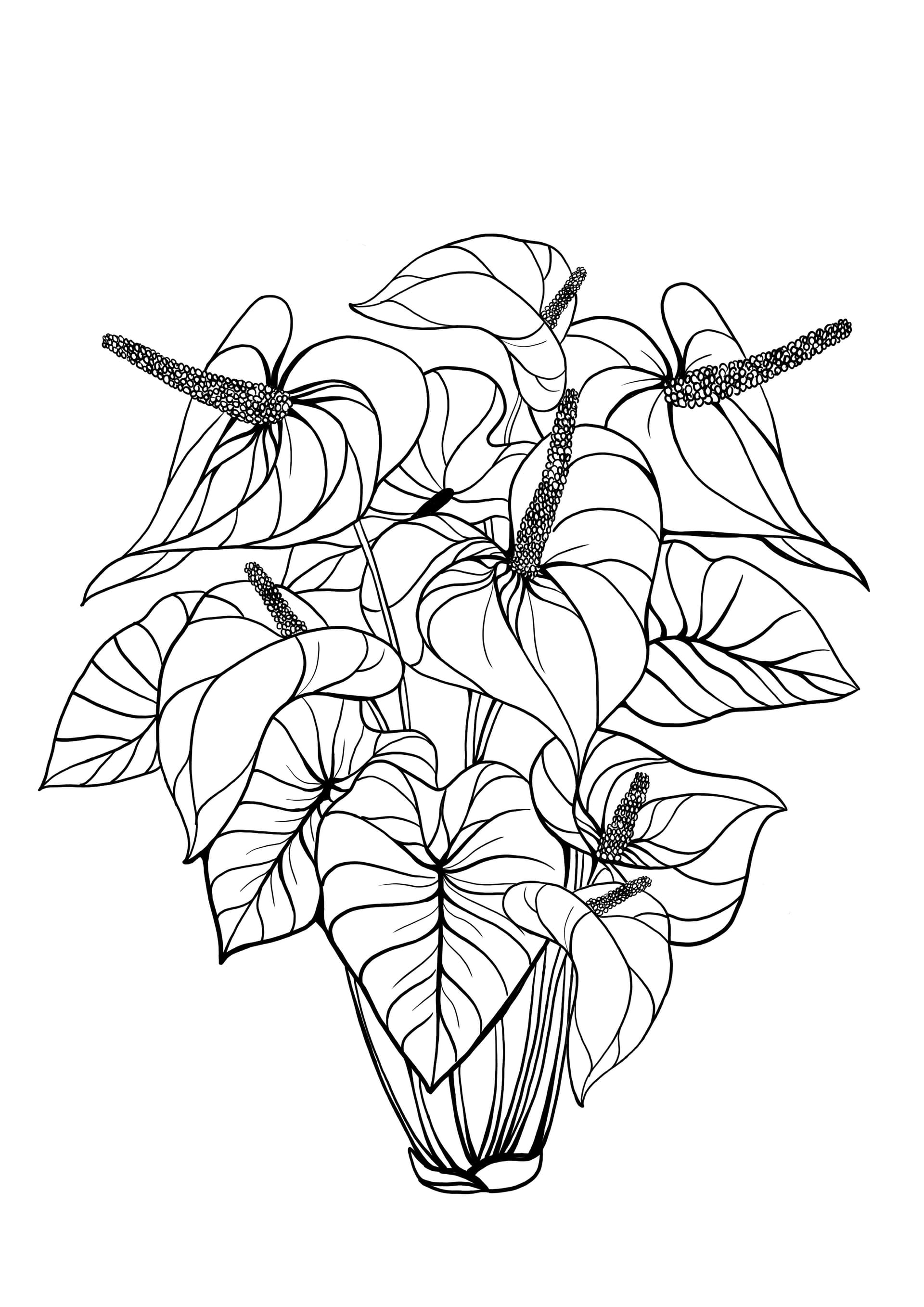 flamingo lily
