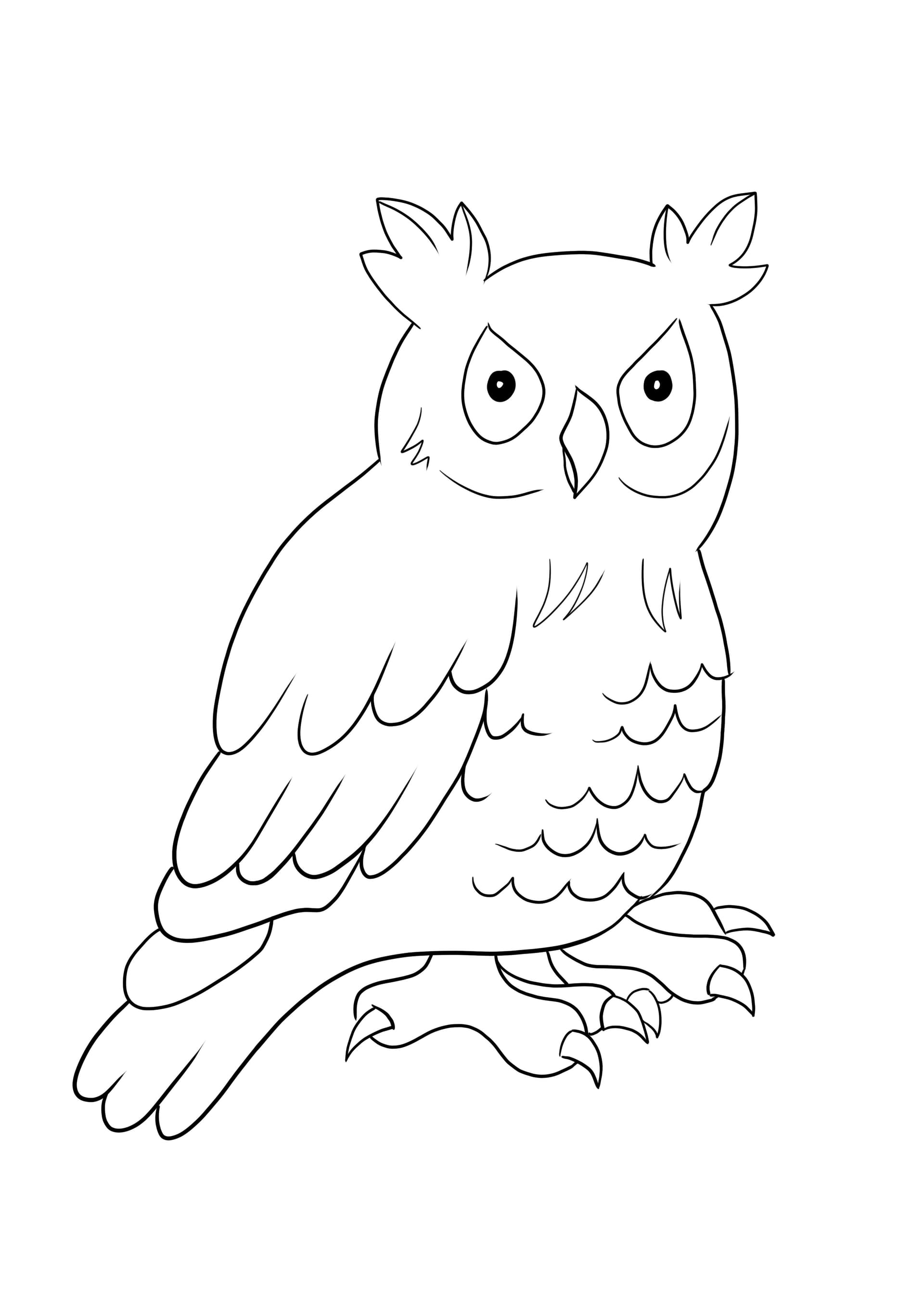Funny owl
