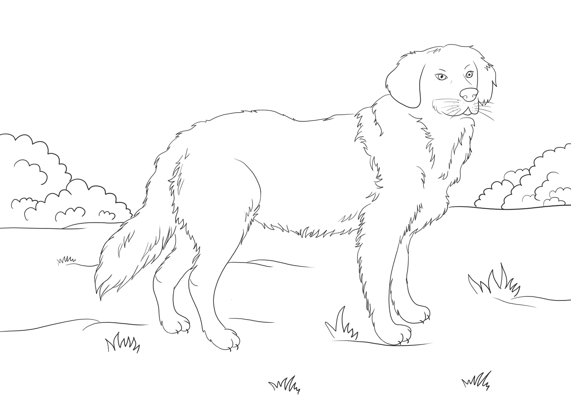 Golden retriever
