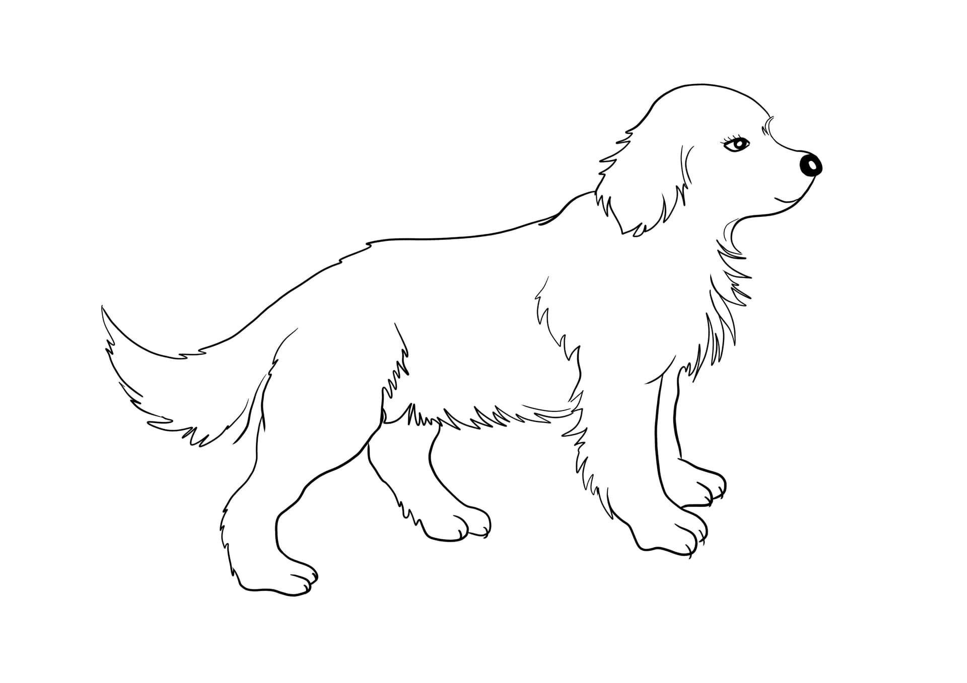 Golden Retriever puppy