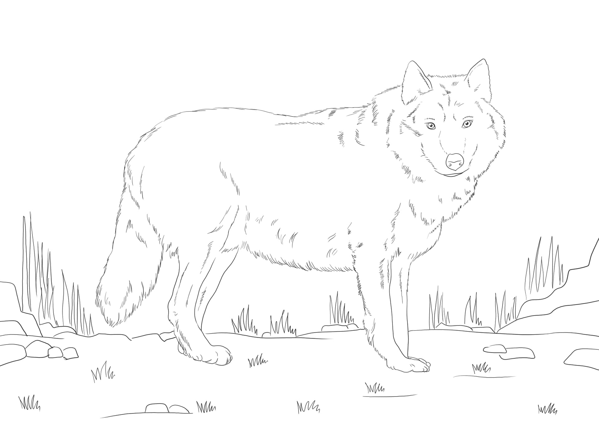 Grey wolf