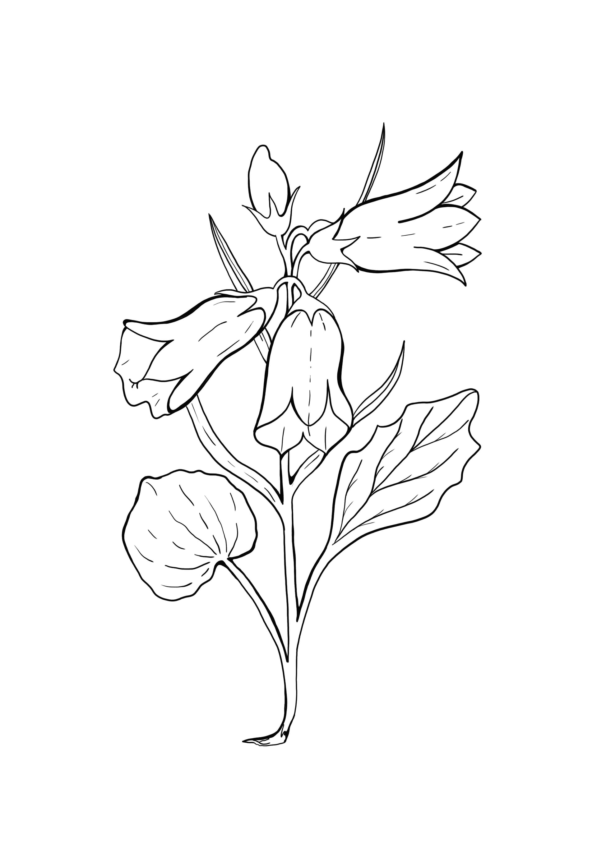 Harebell