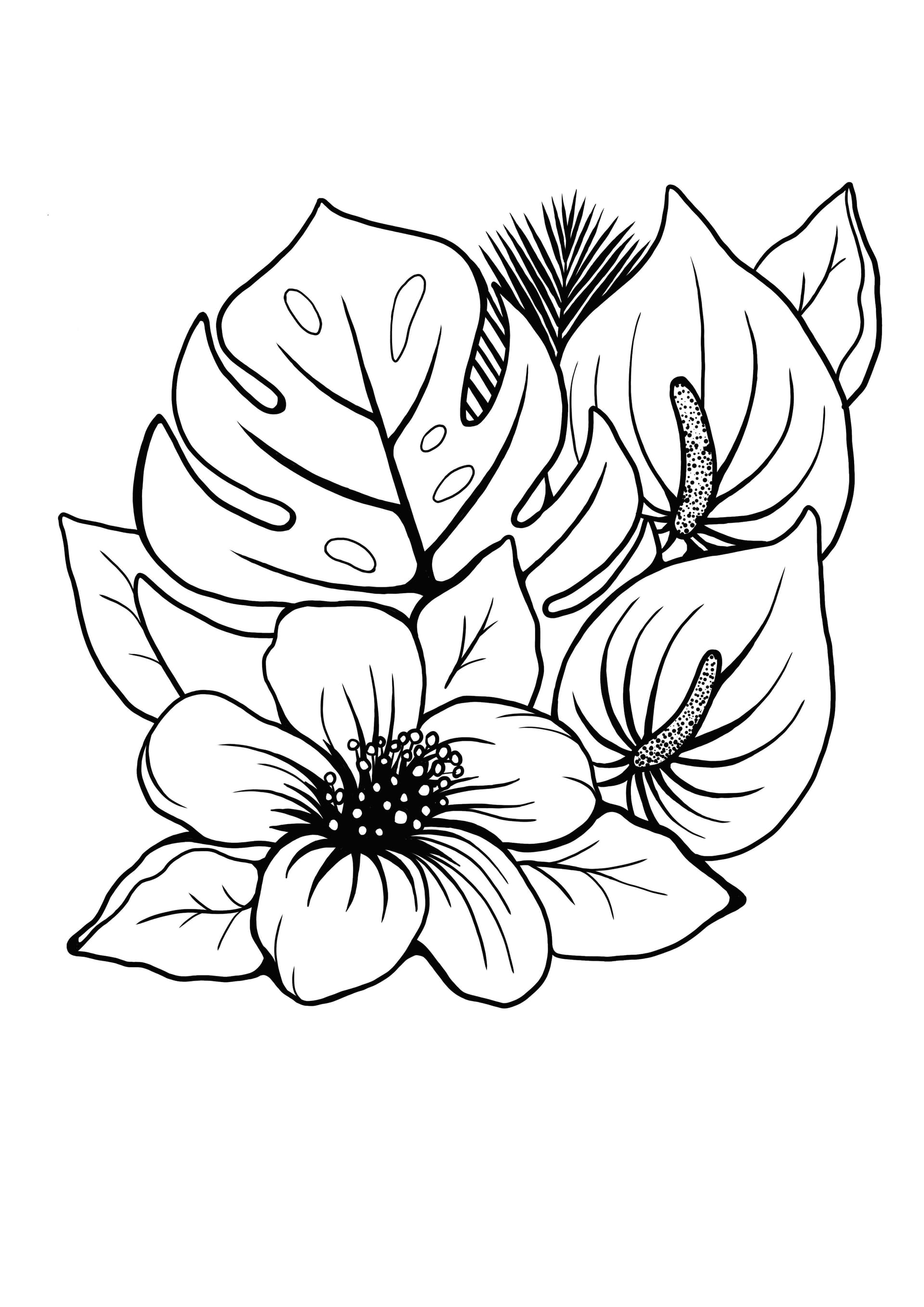 Hibiscus