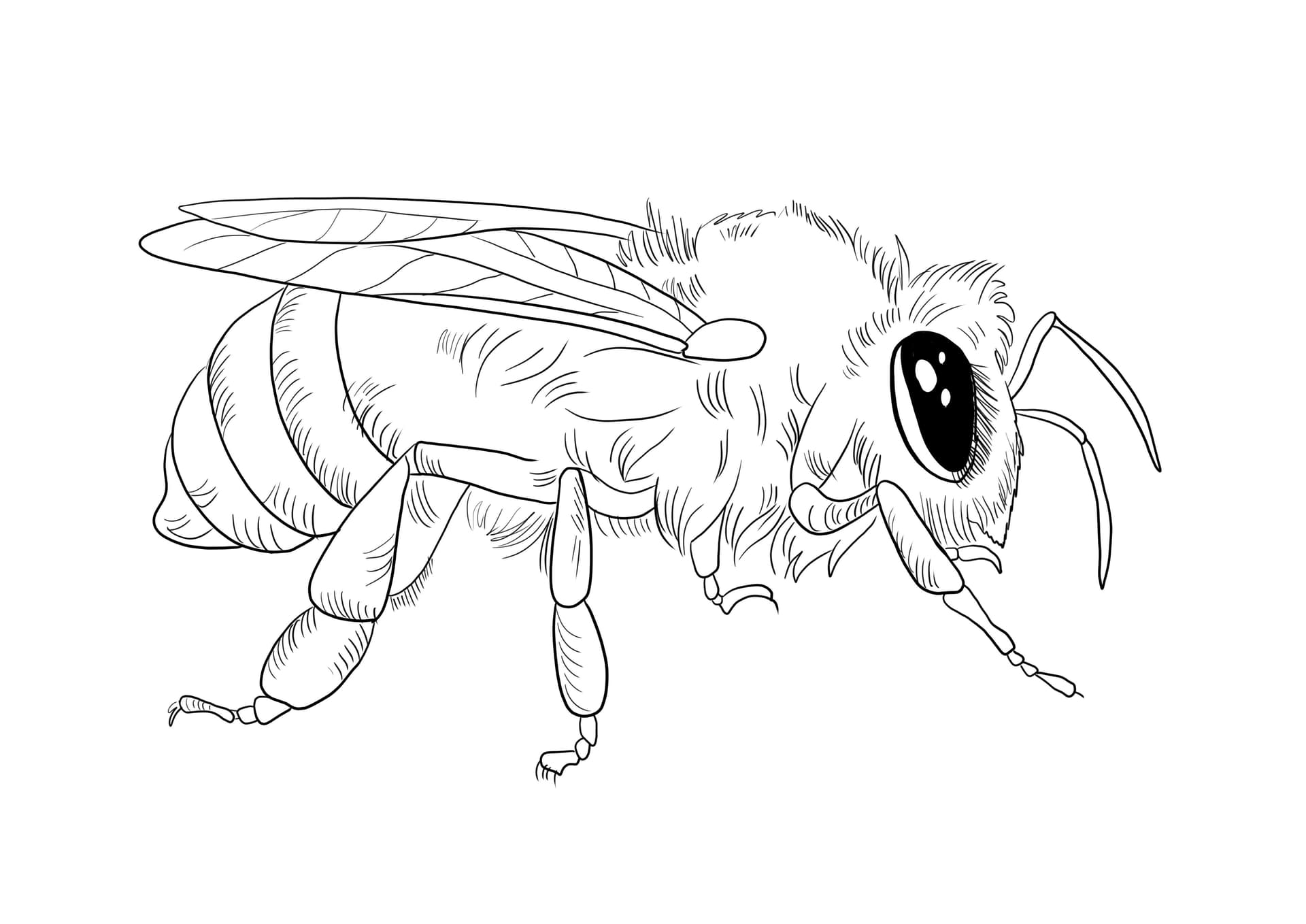 Honey bee