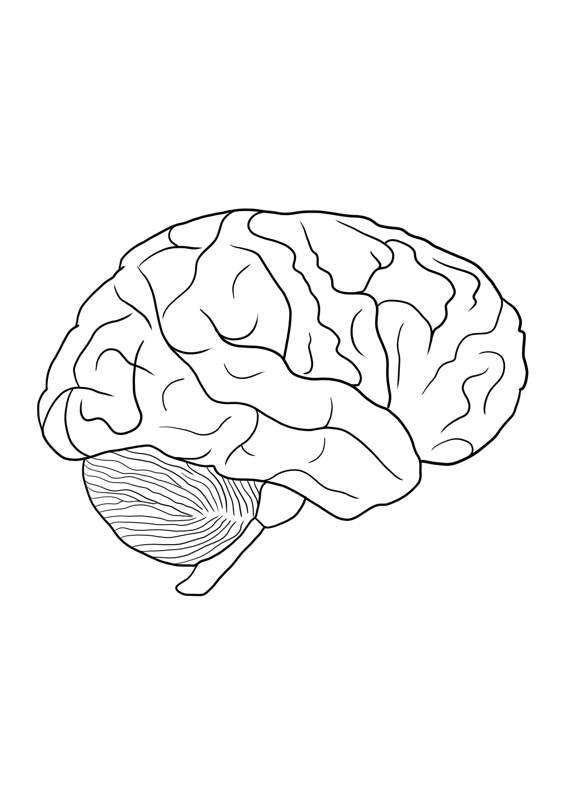 Human brain