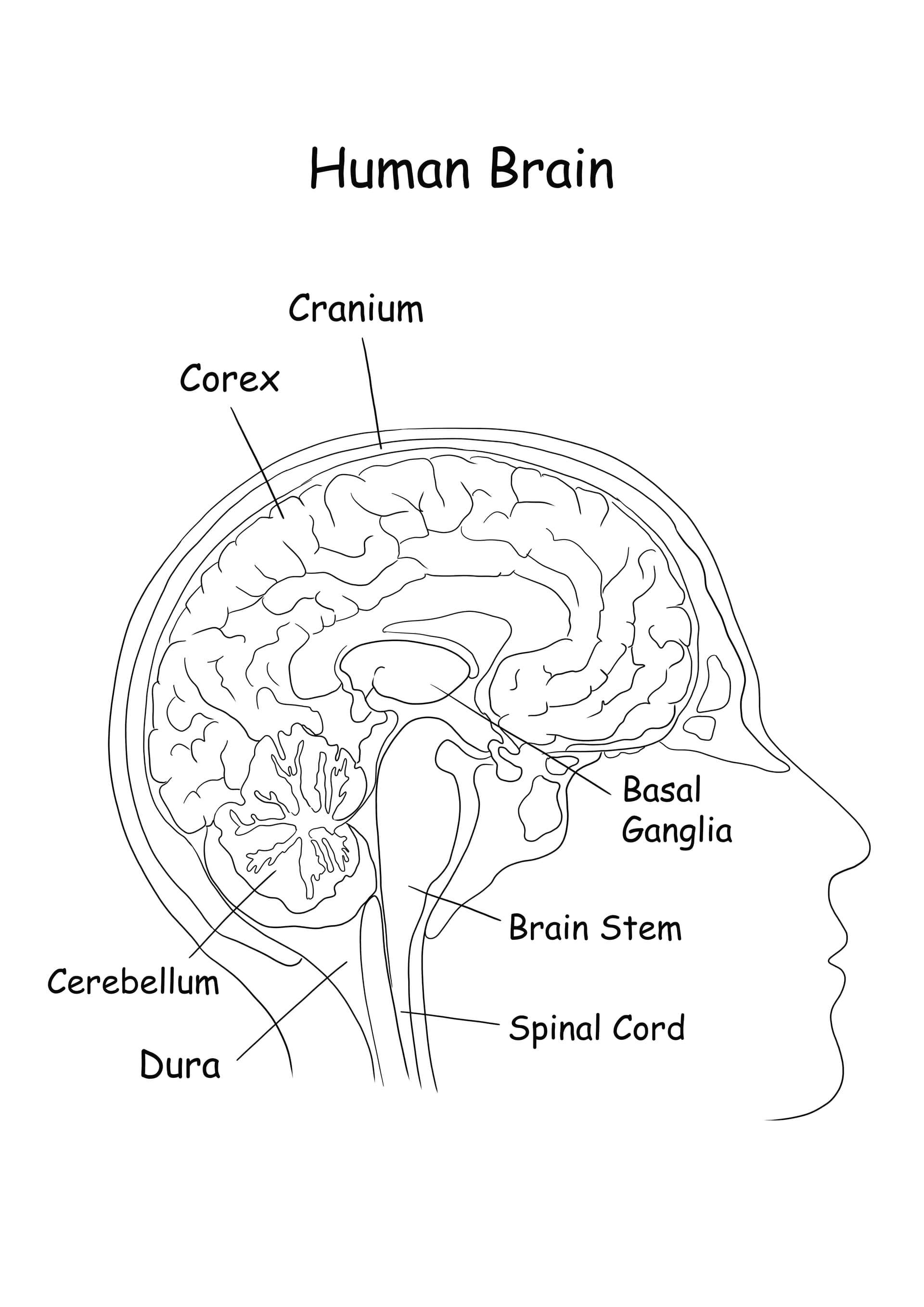 Human Brain Anatomy