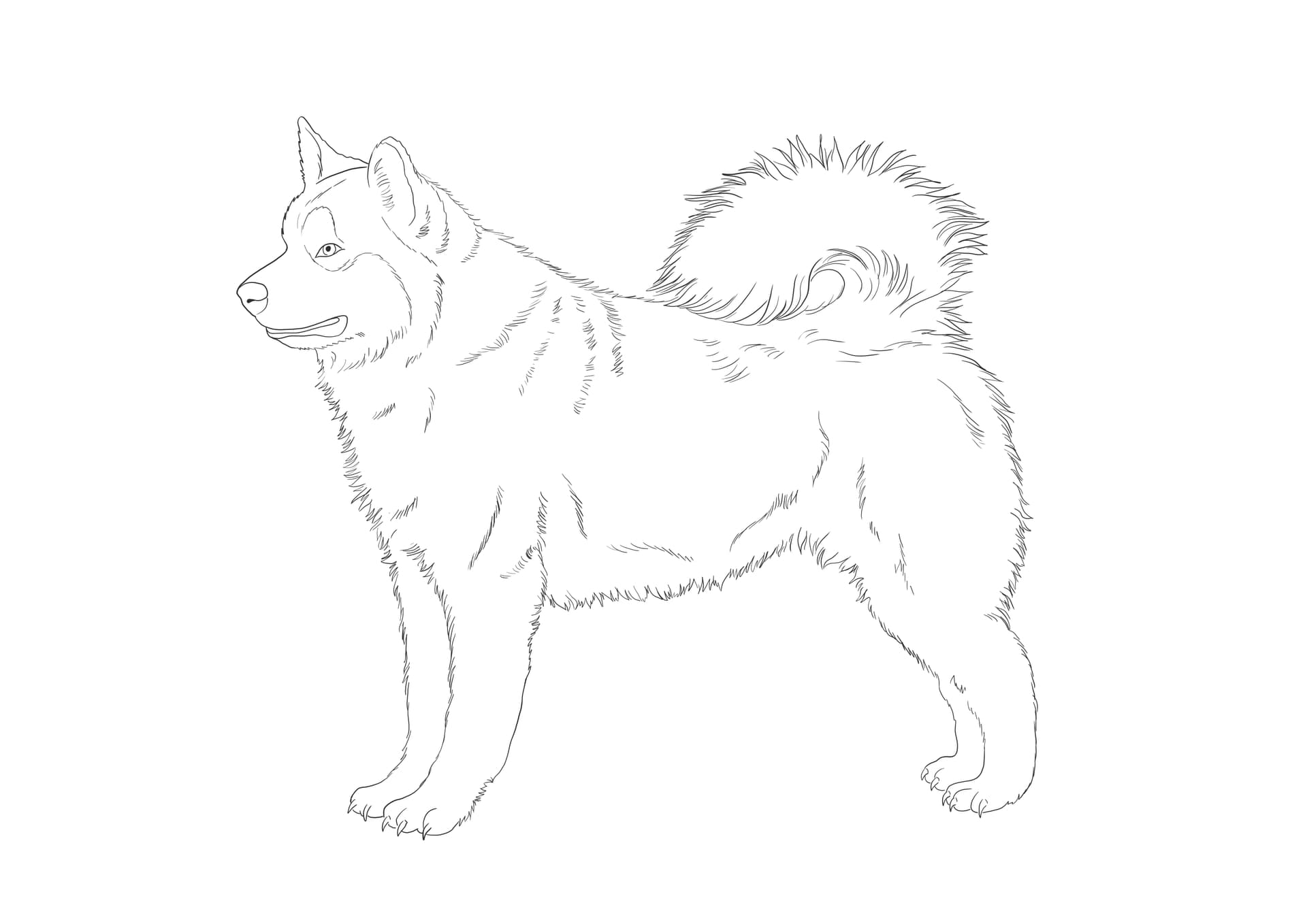 Husky