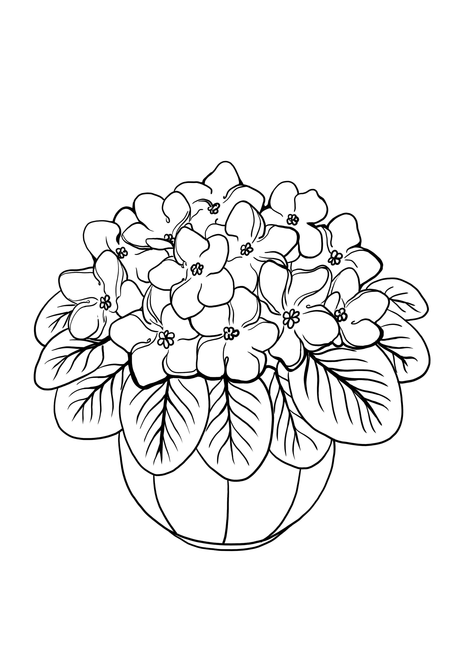 hydrangea plant