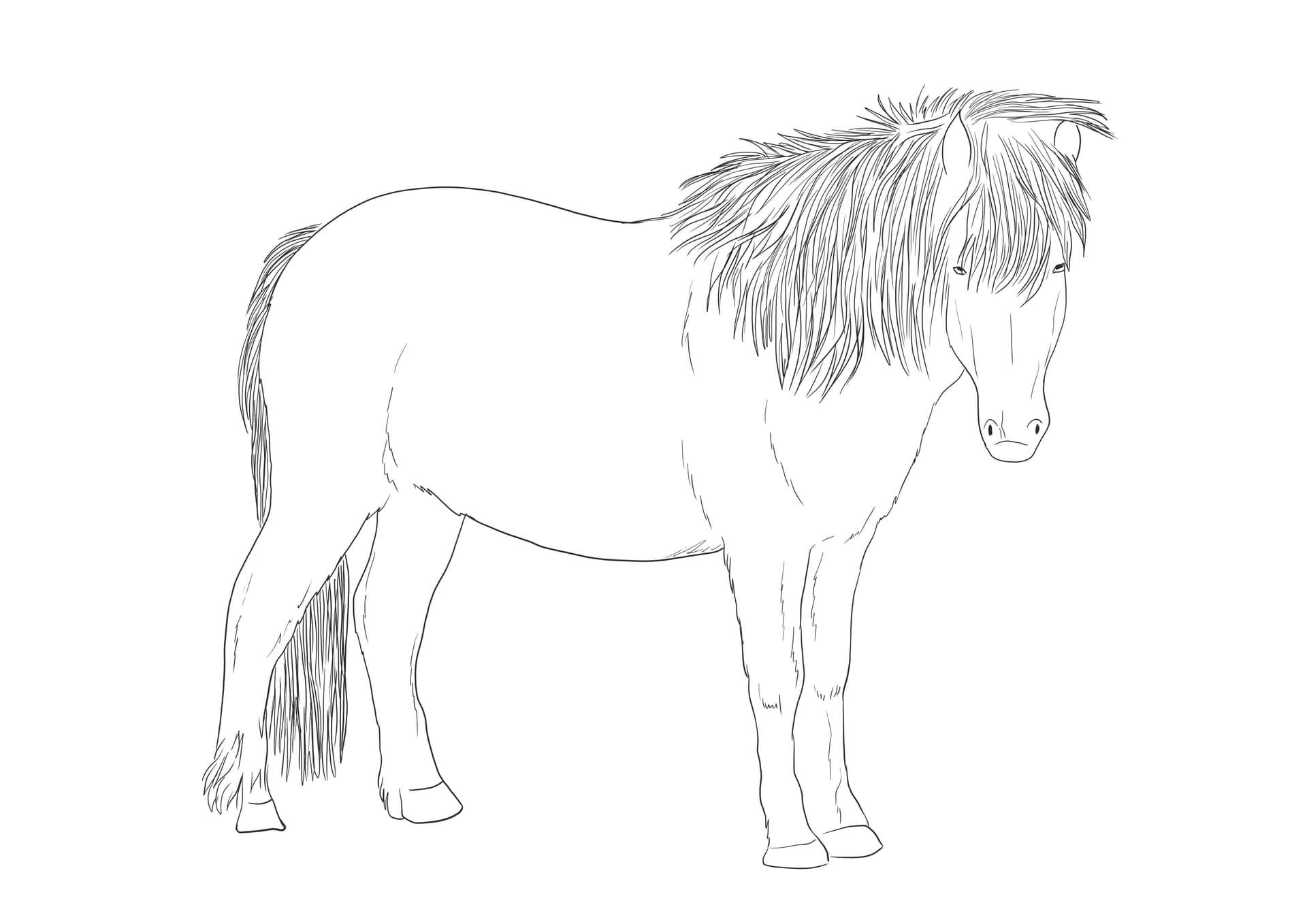 Icelandic Horse
