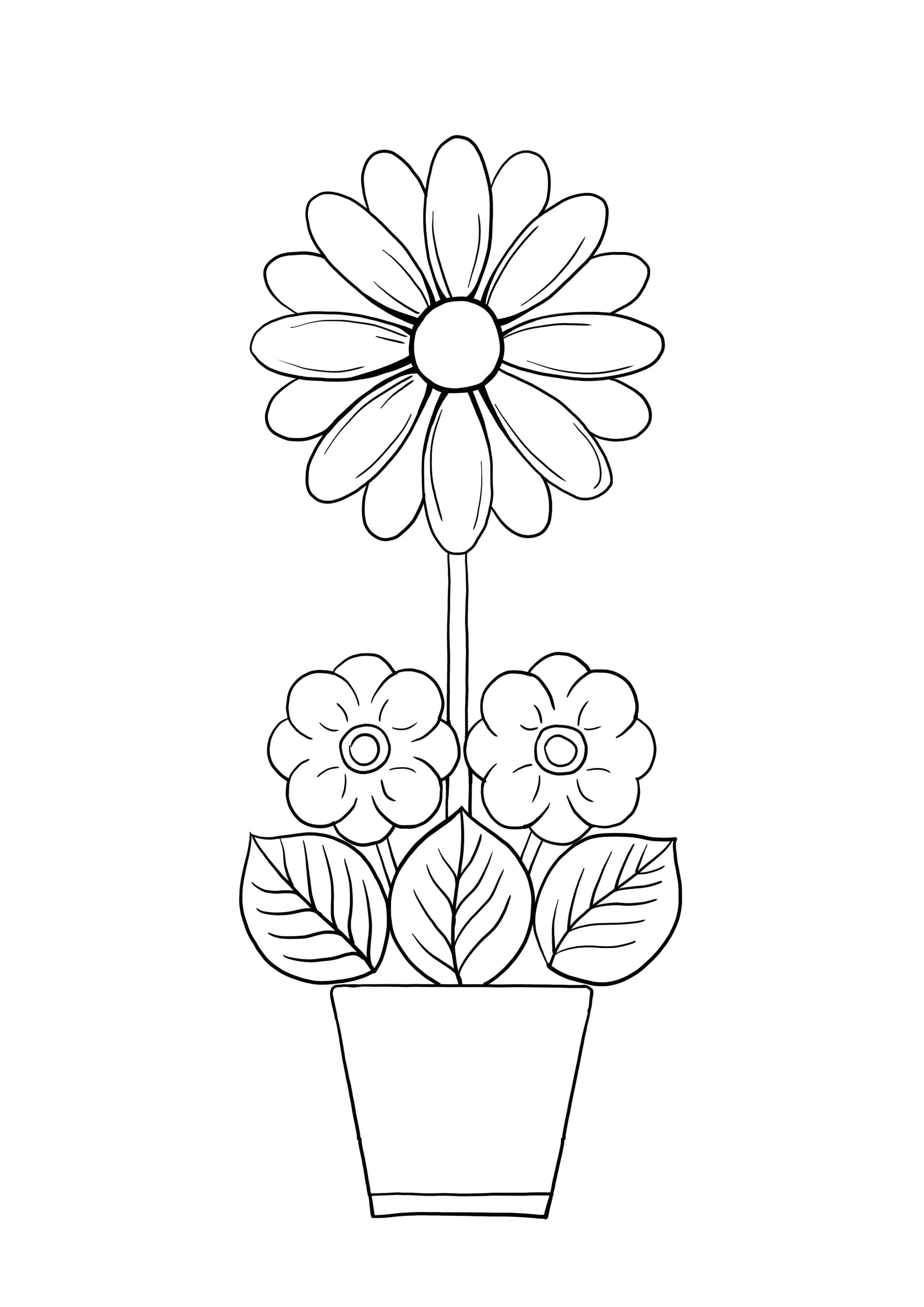 plant blossoming