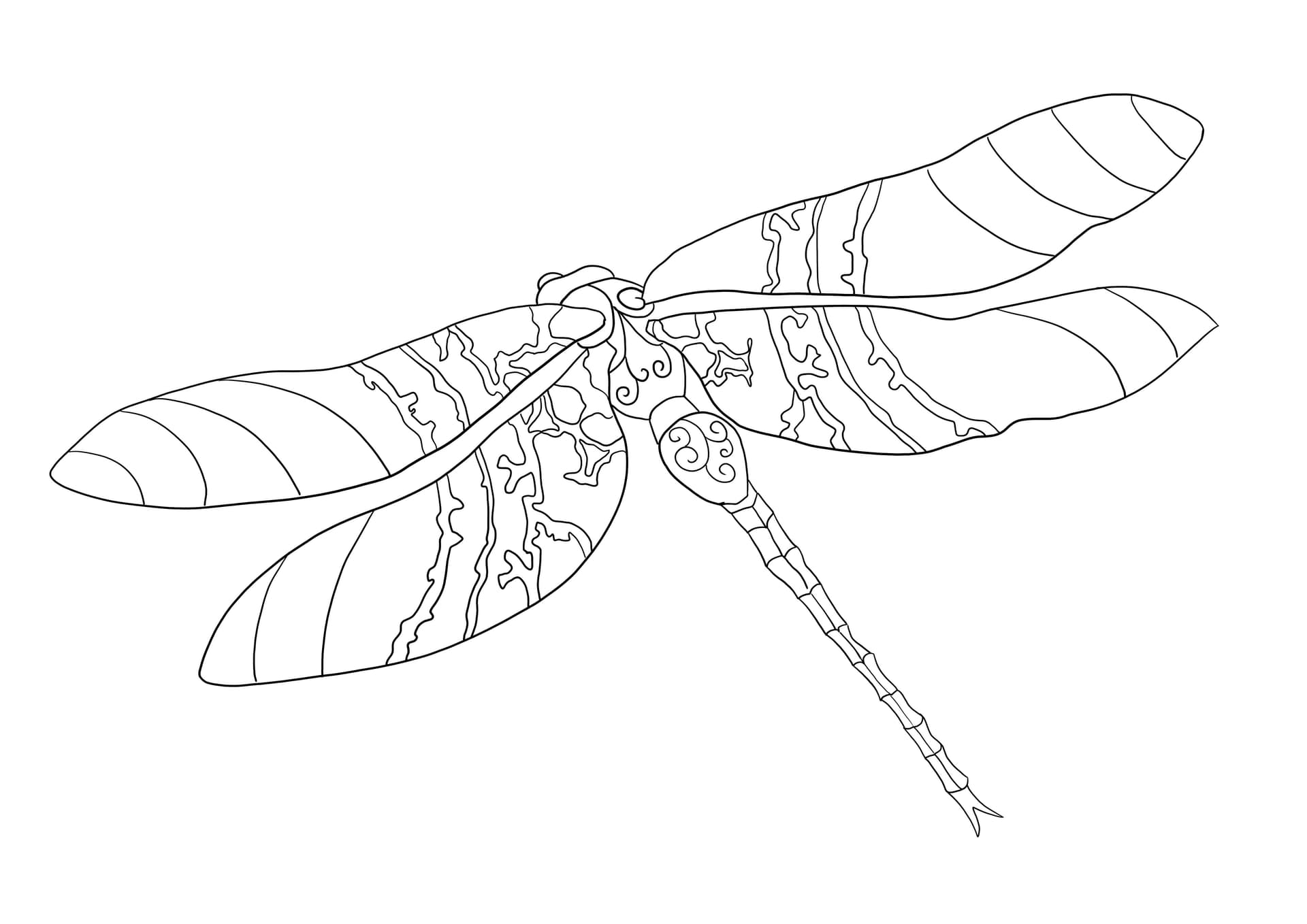 Intricate Dragonfly