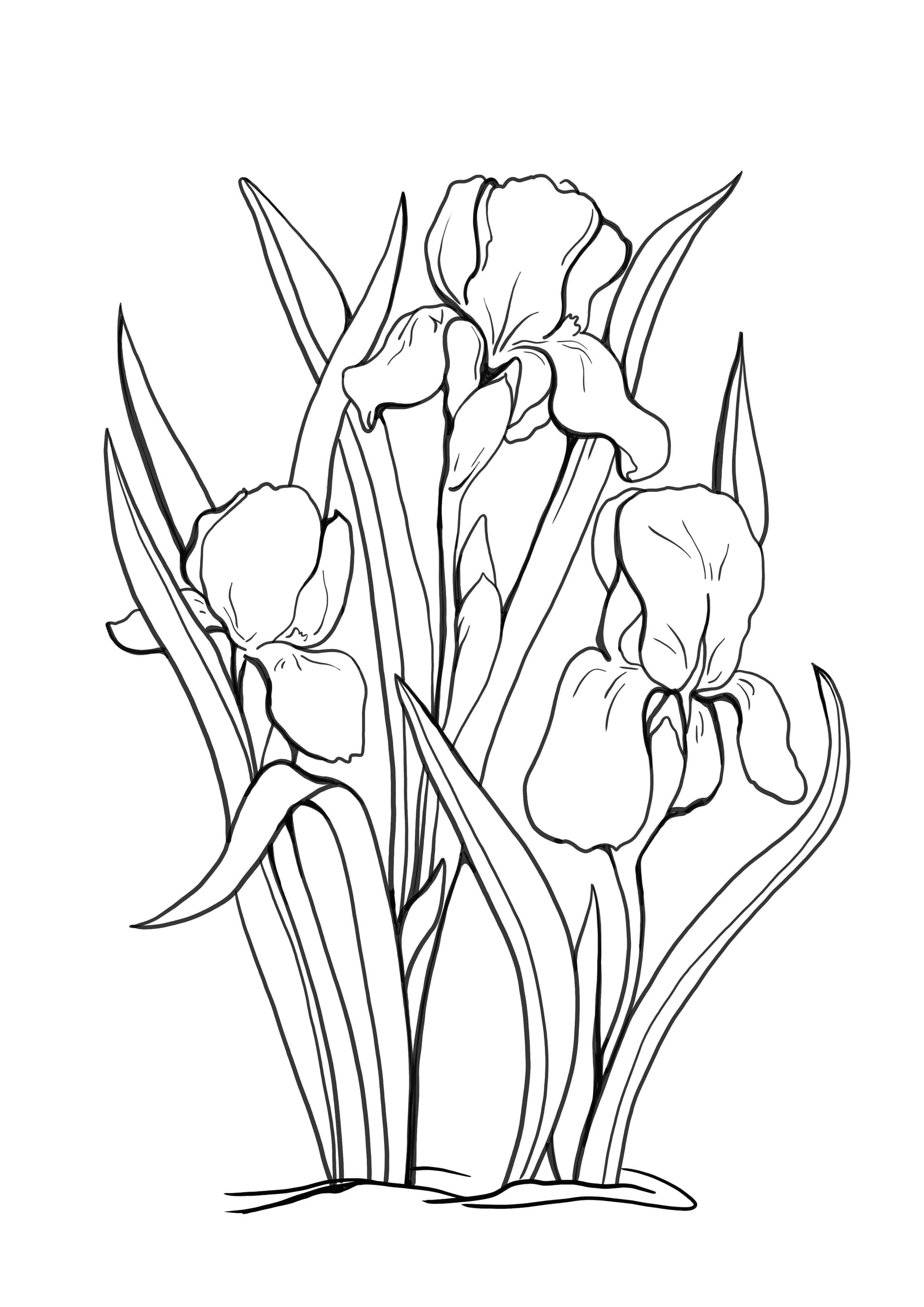iris