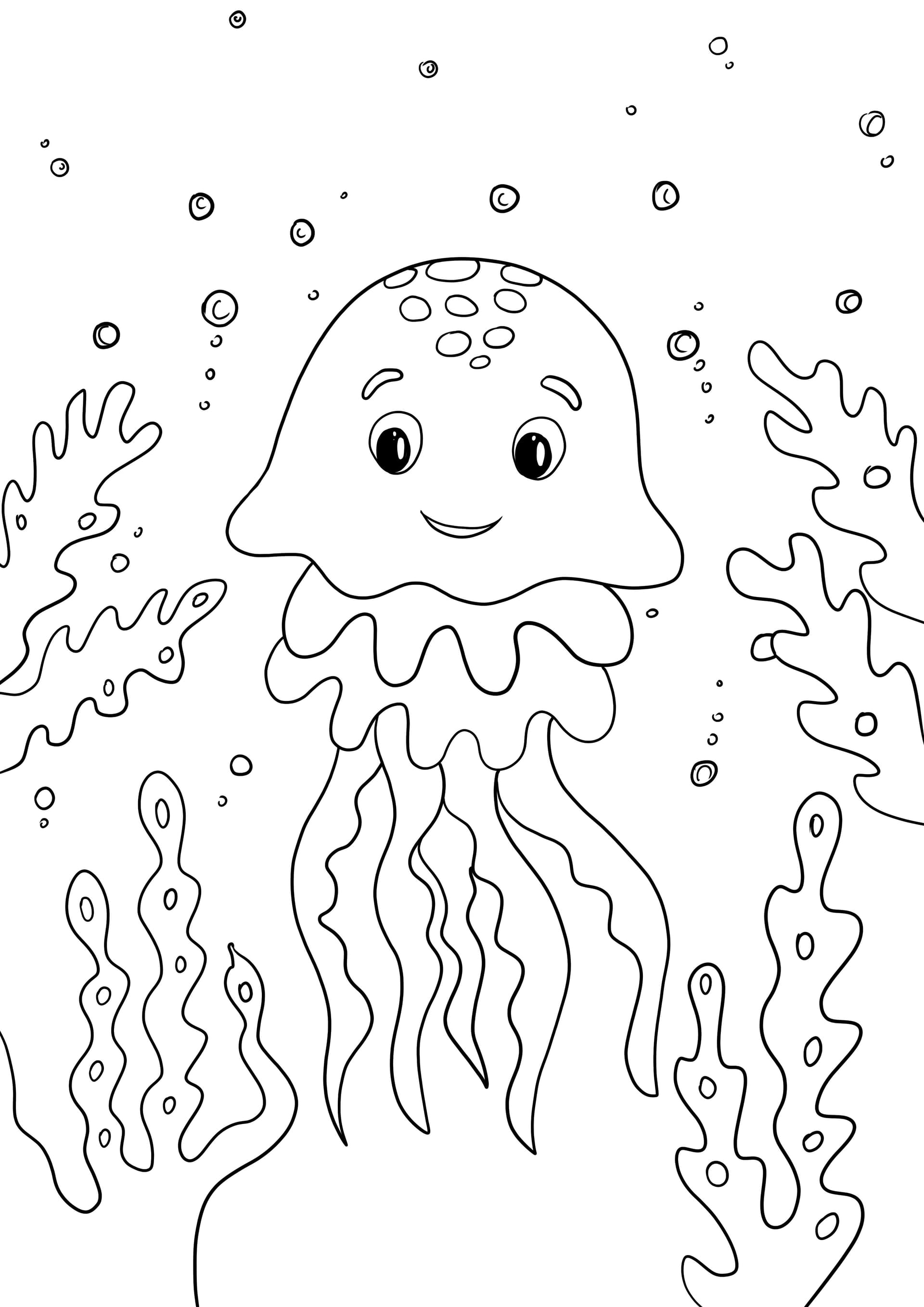 Jellyfish