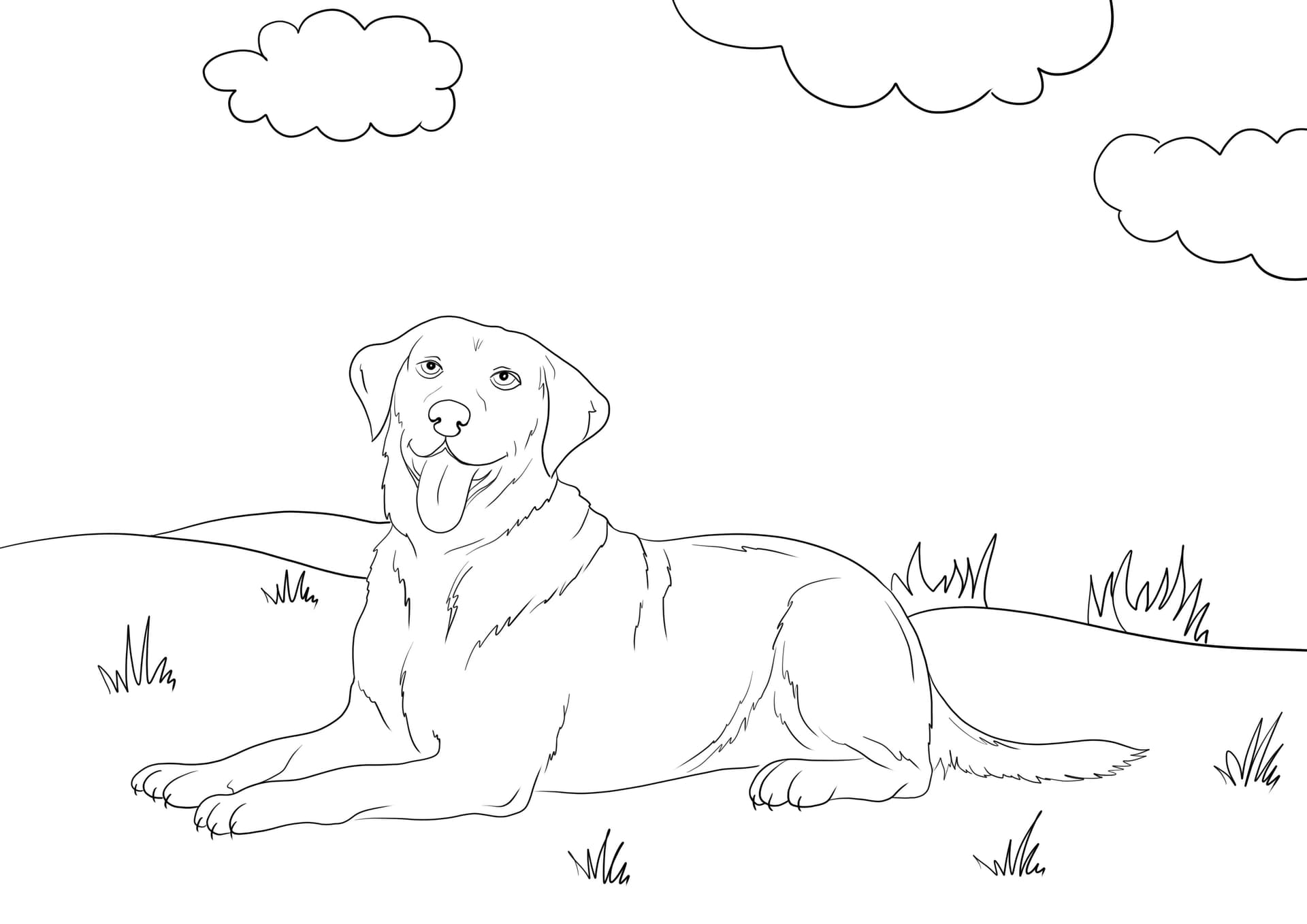 Labrador retriever