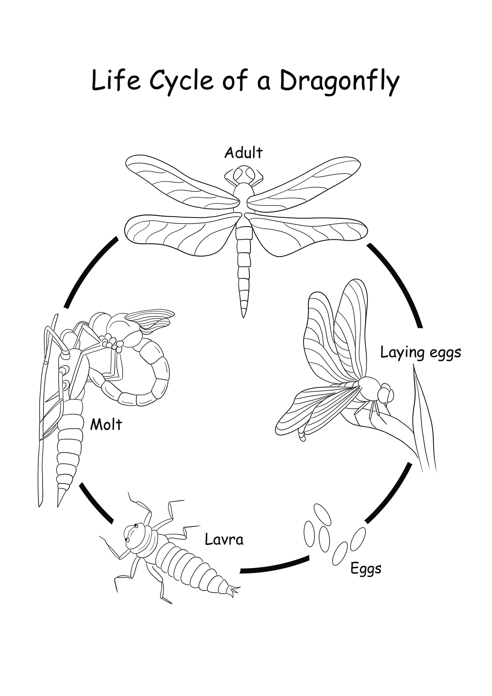 Life Cycle of a Dragonfly