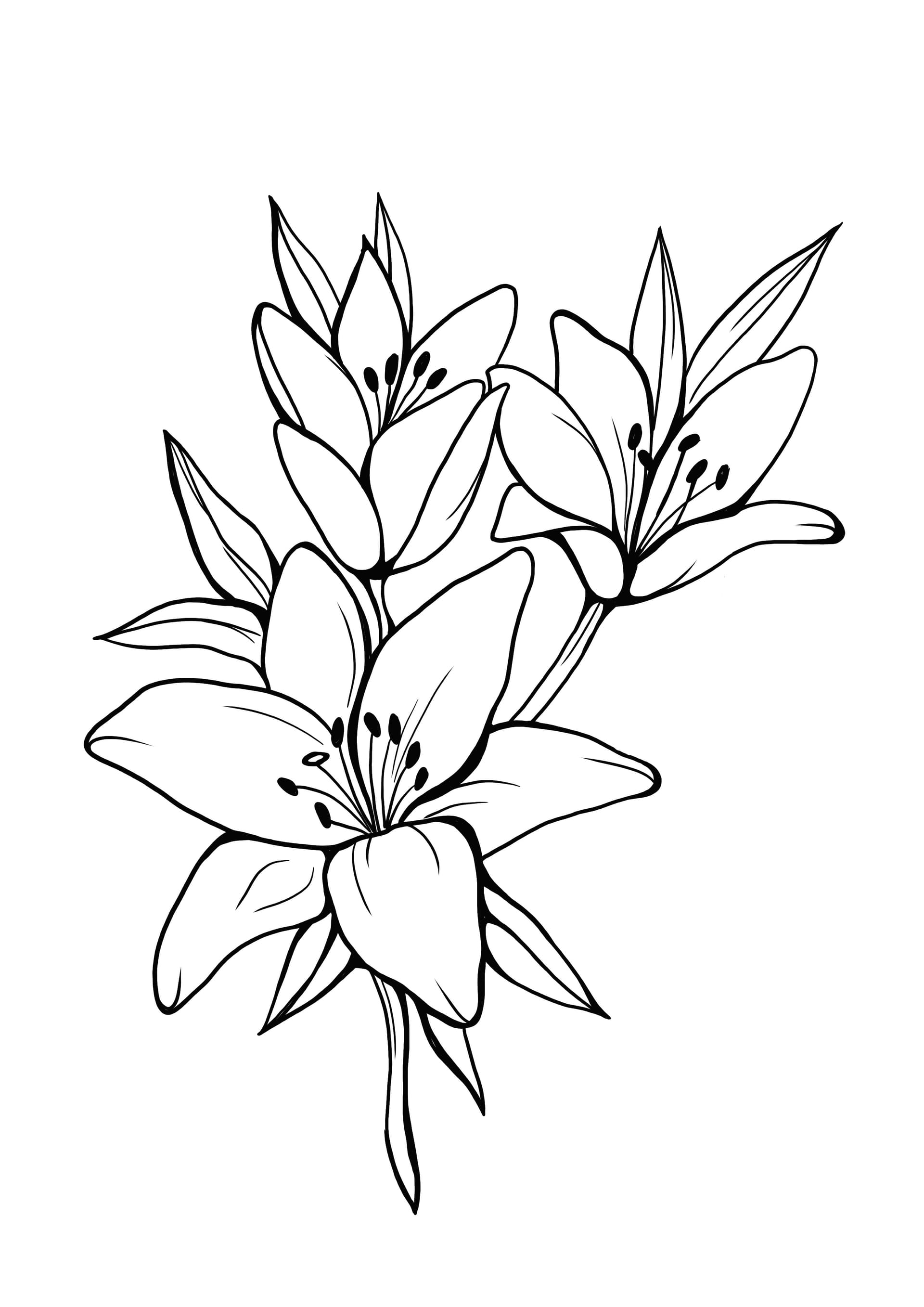 lilly