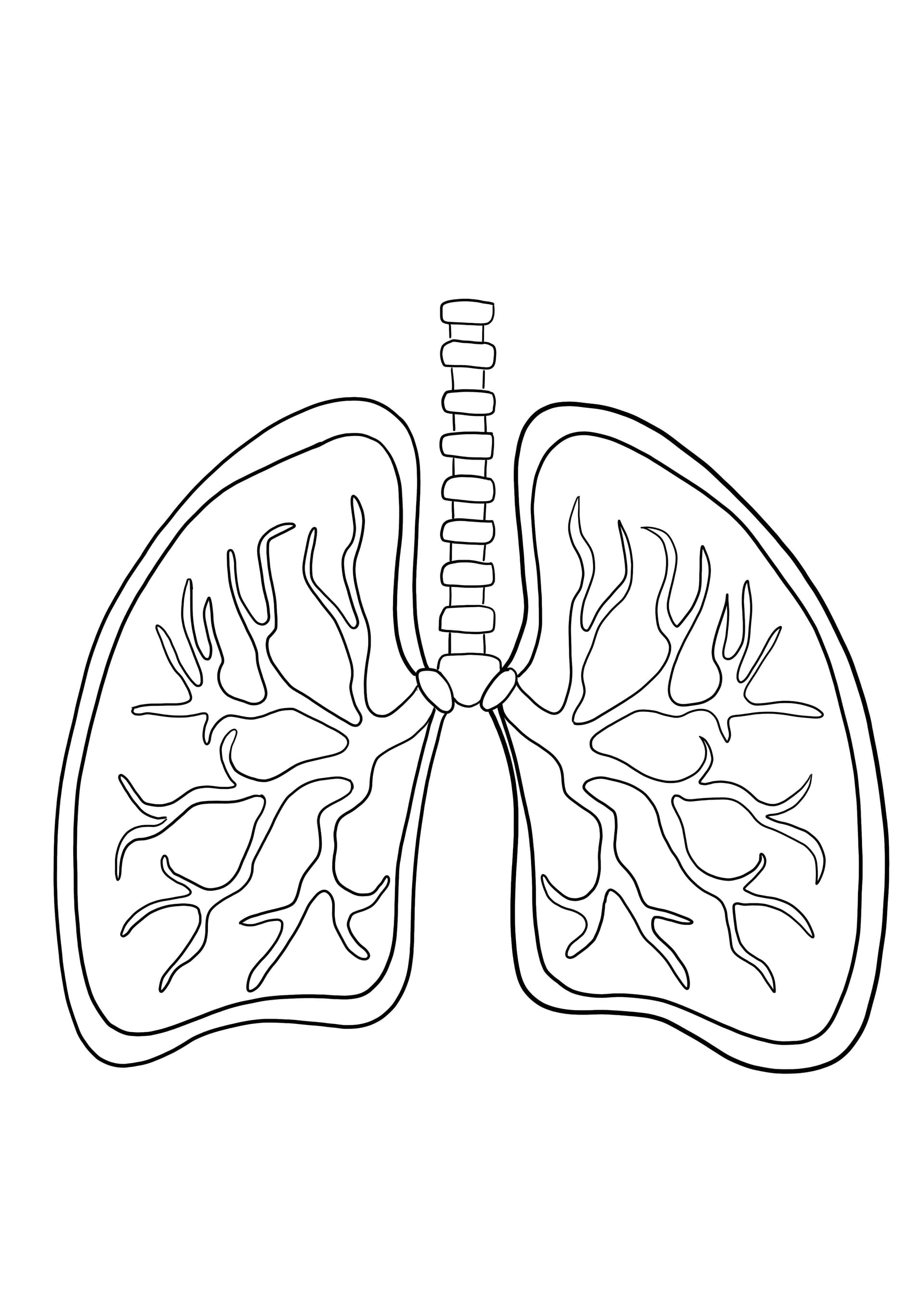 Lungs