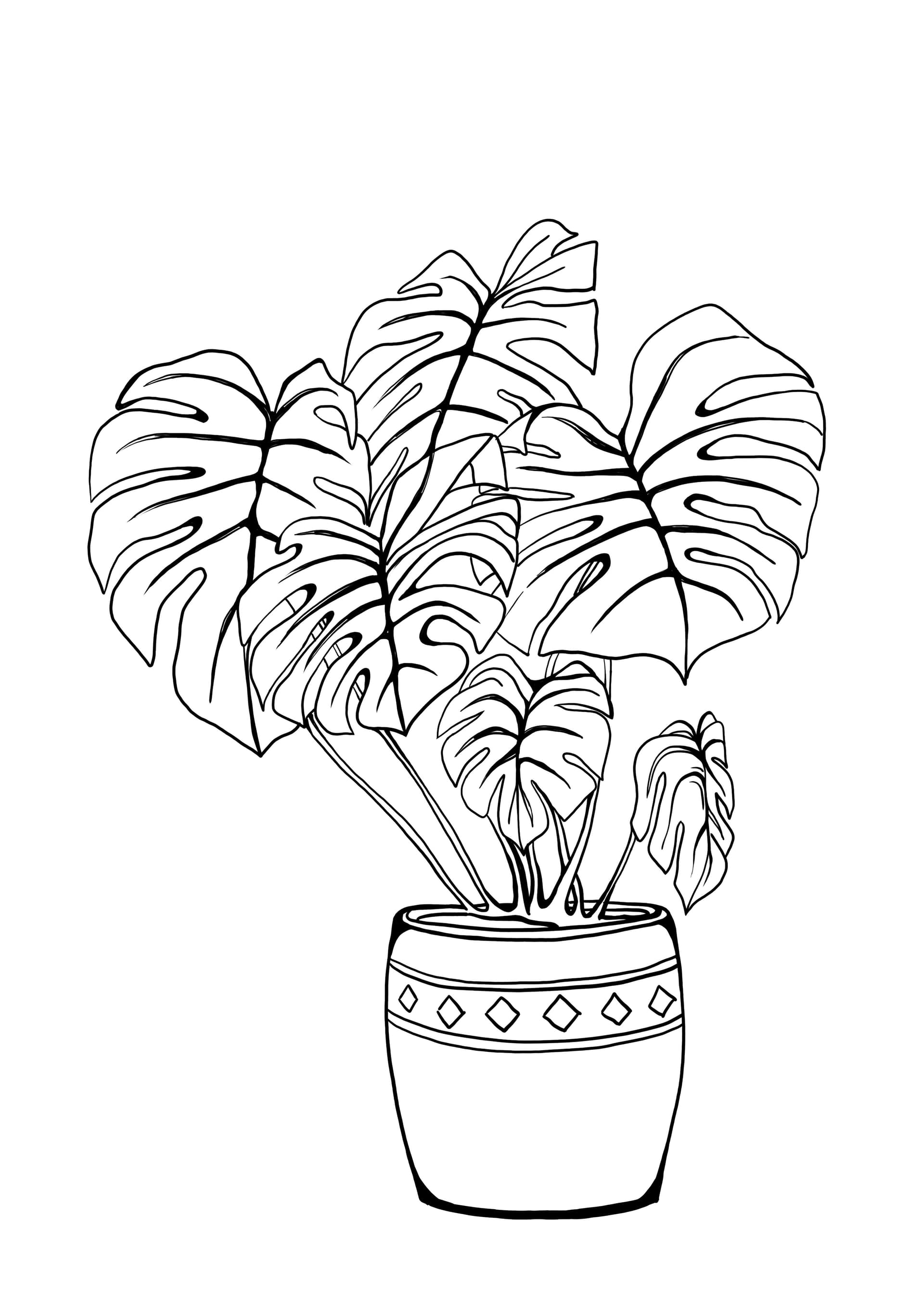 monstera deliciosa