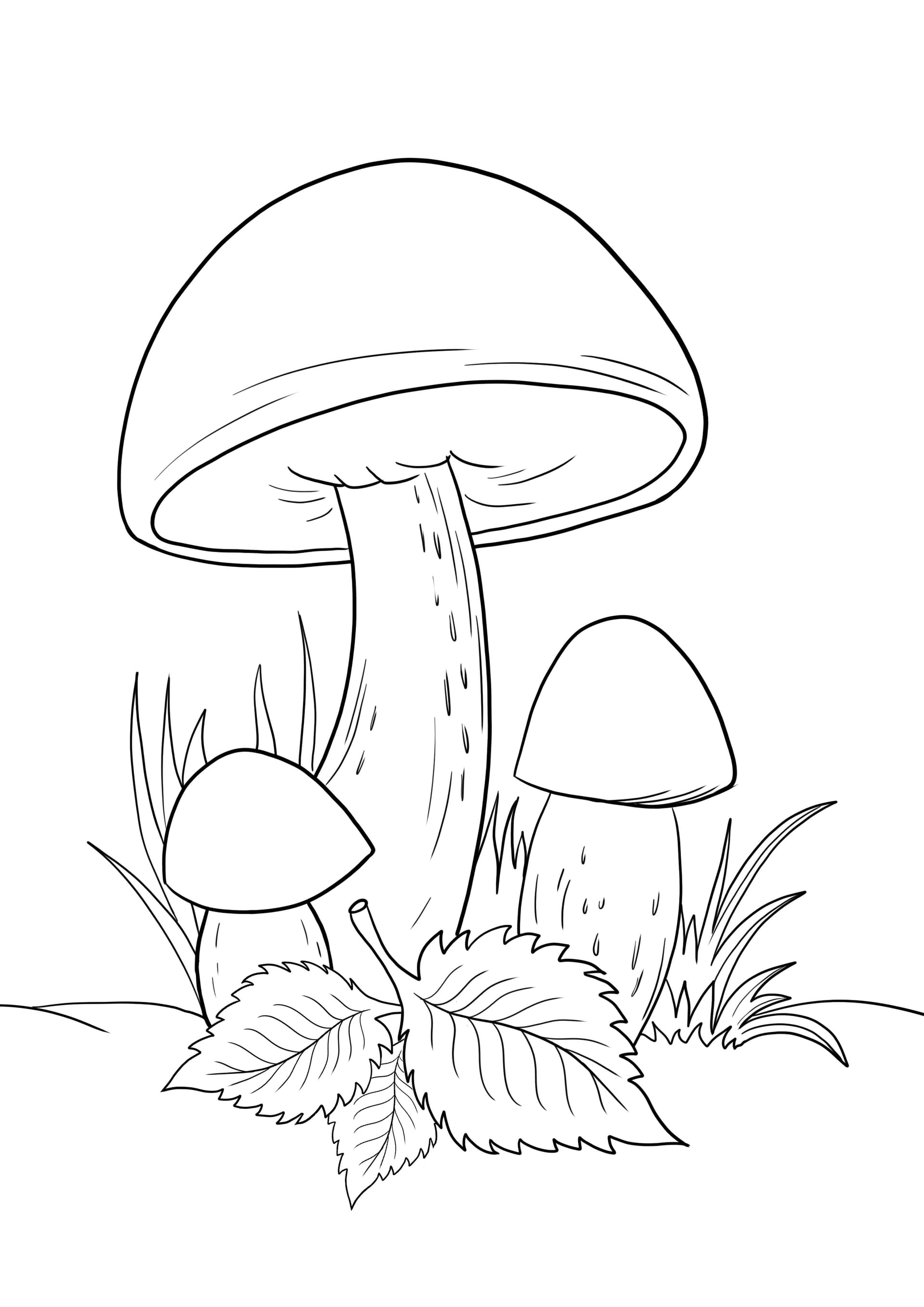 Mushrooms