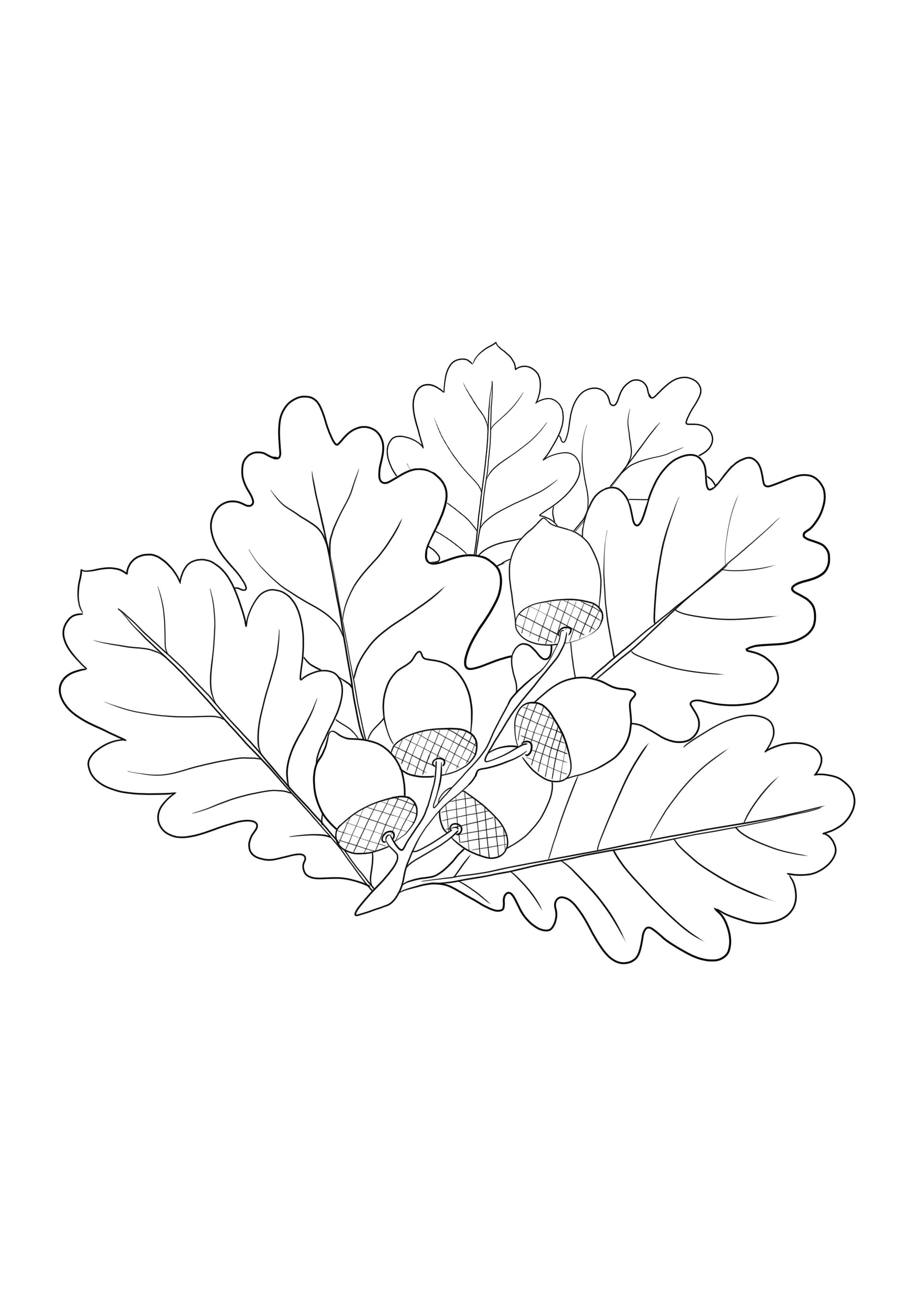 Oak branch