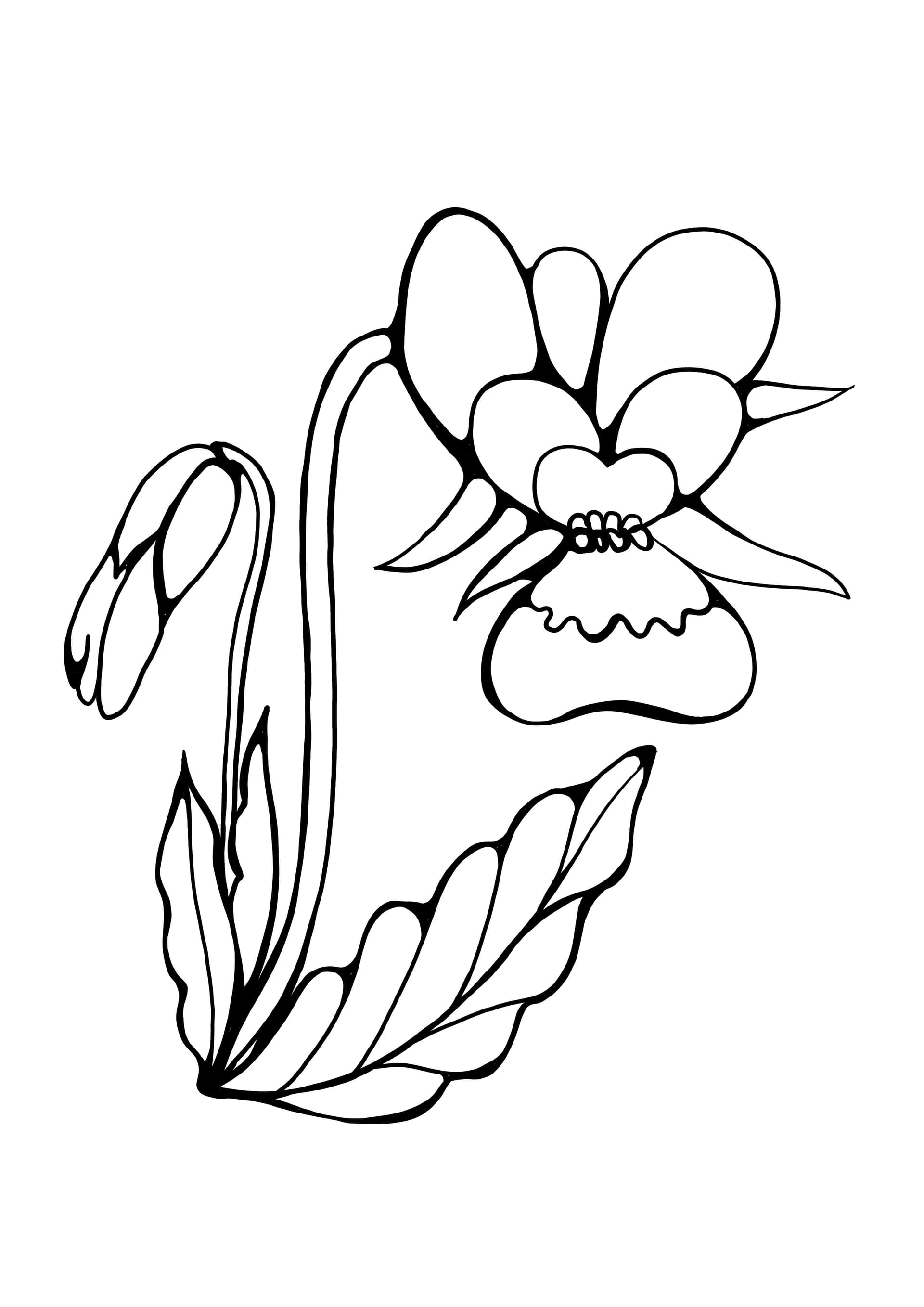 orchid