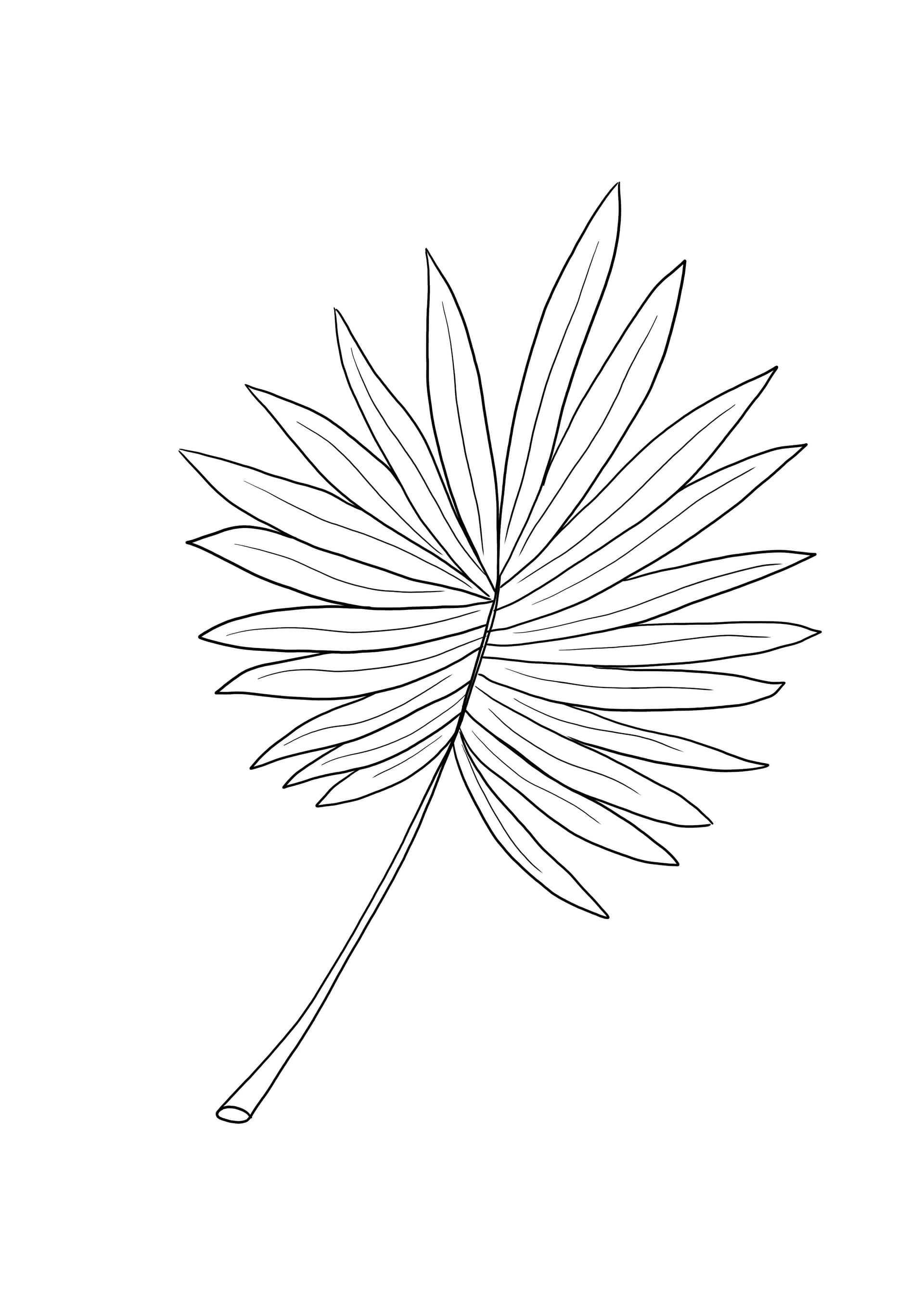 Palm Leaf