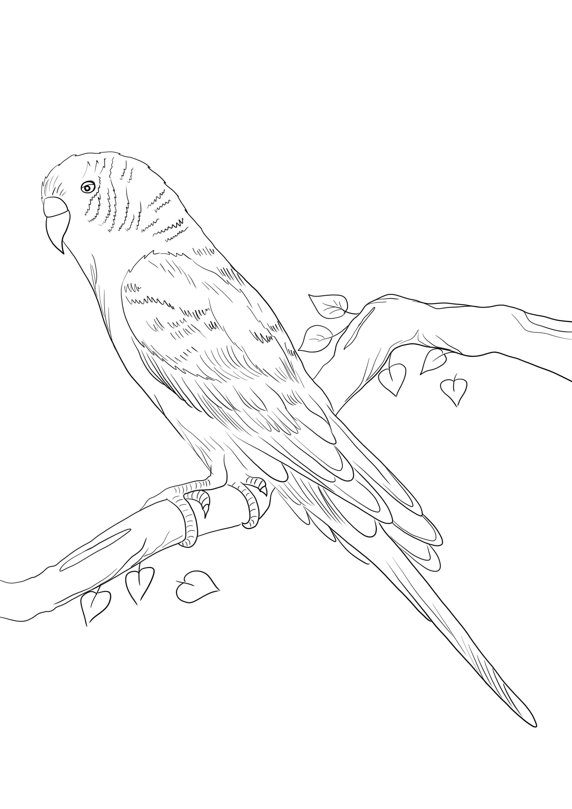 Parrot