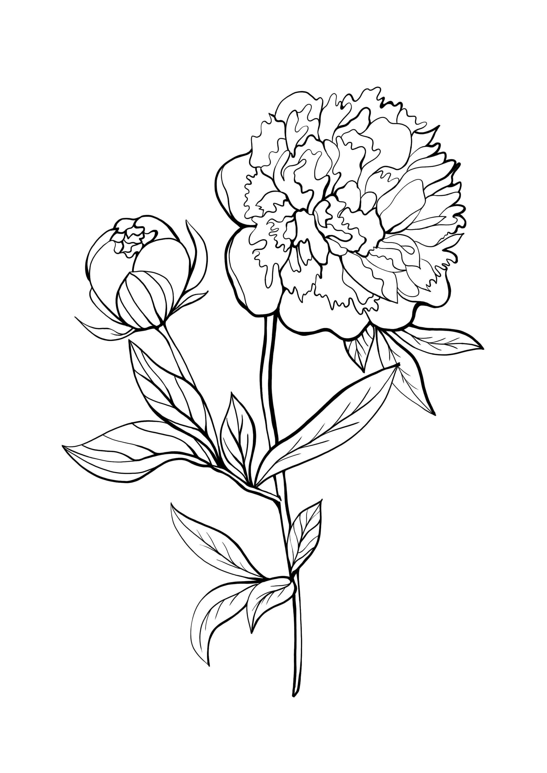 peony
