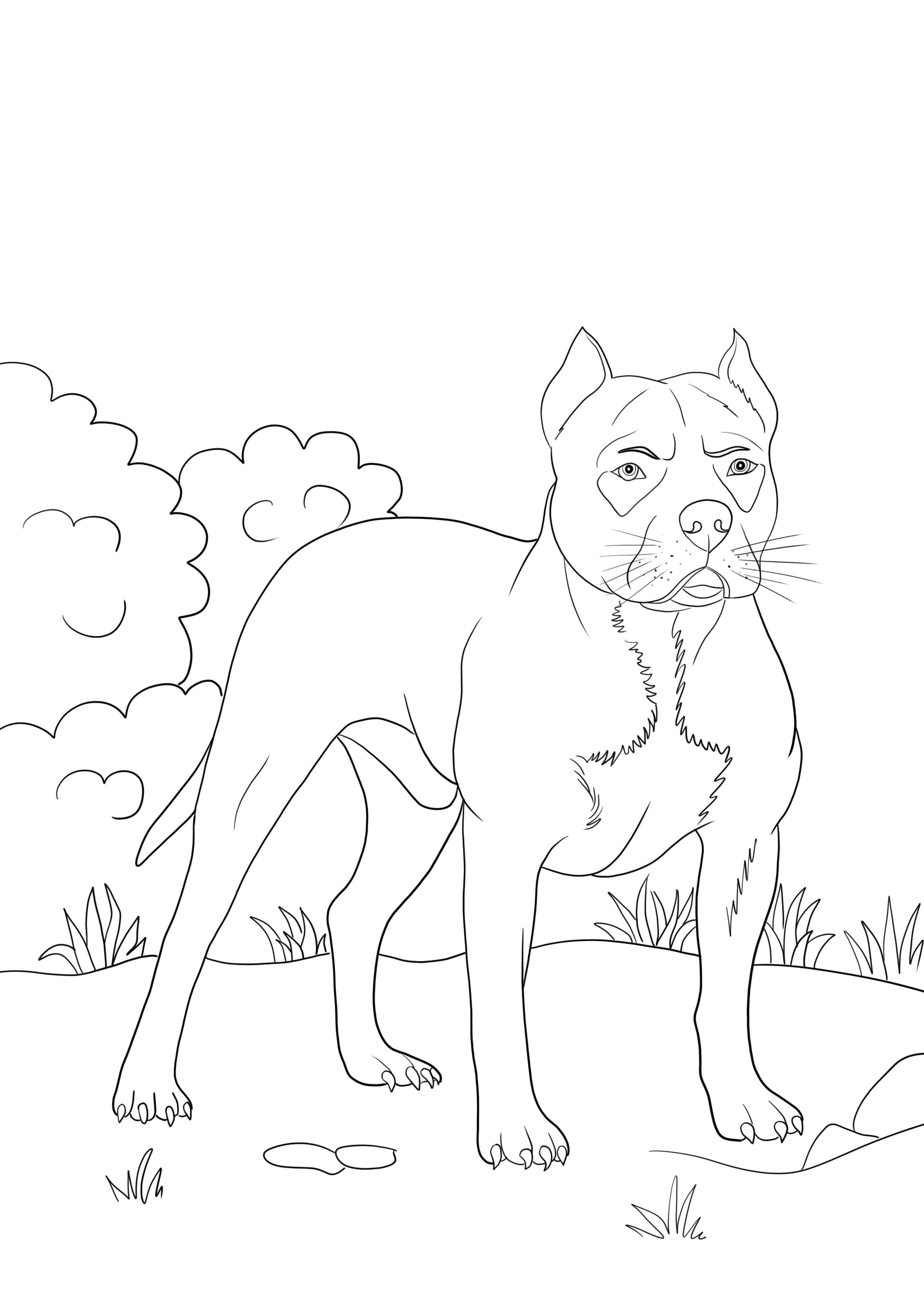 Pitbull